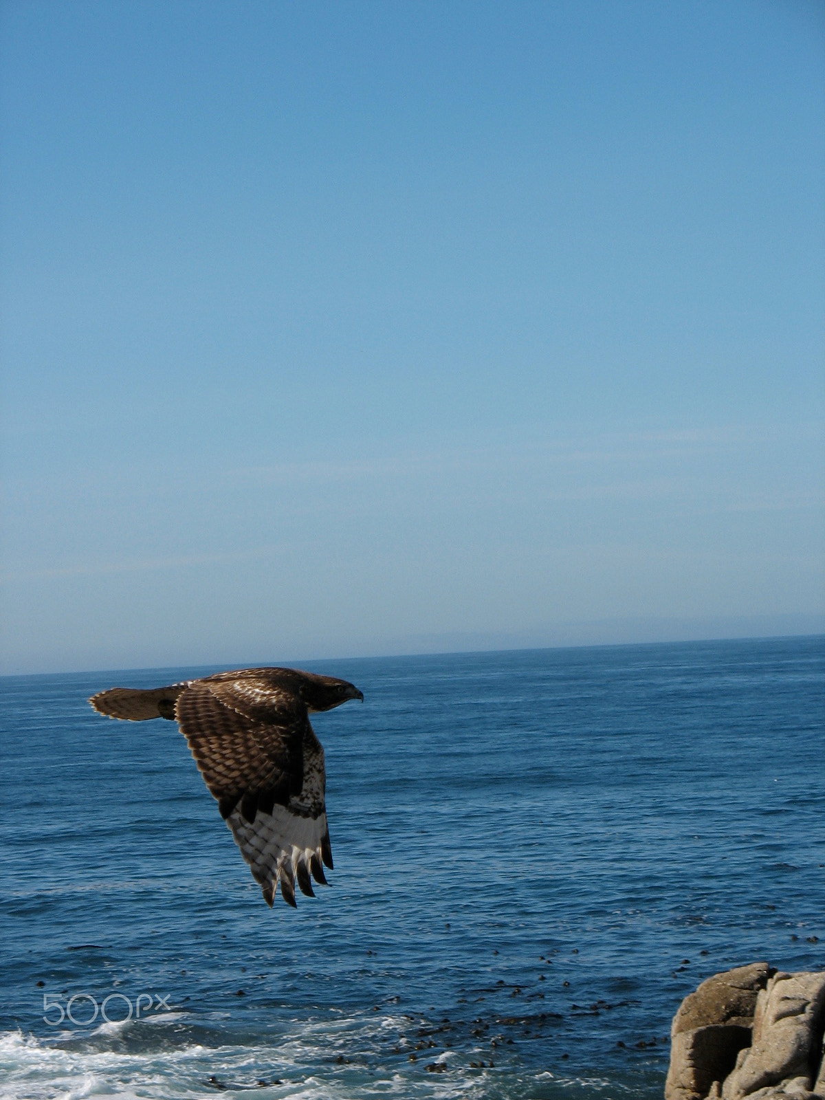 Canon POWERSHOT A610 sample photo. Falcon in flight photography