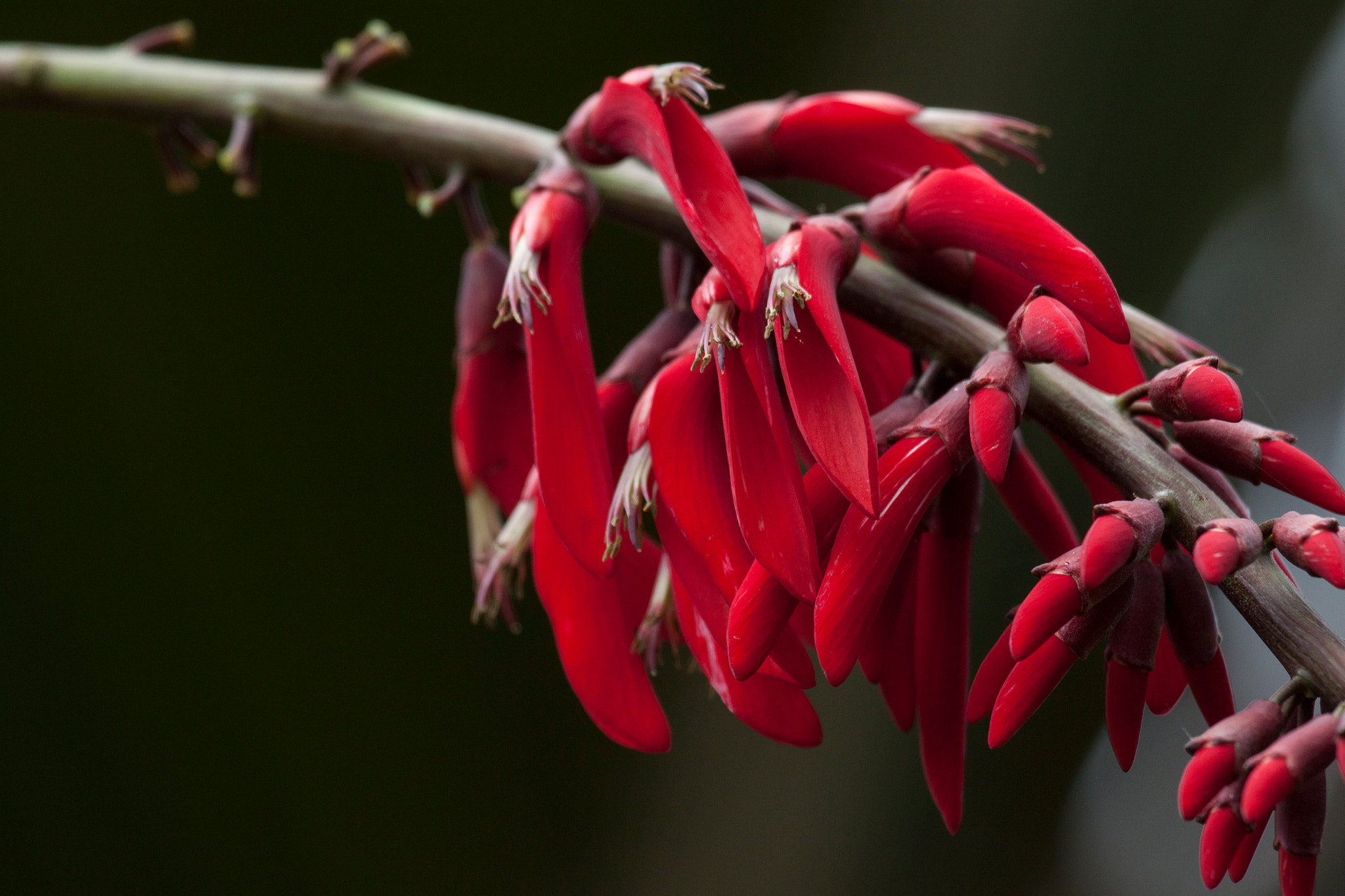 Canon EF 100-400mm F4.5-5.6L IS USM sample photo. Erythrina bloom photography