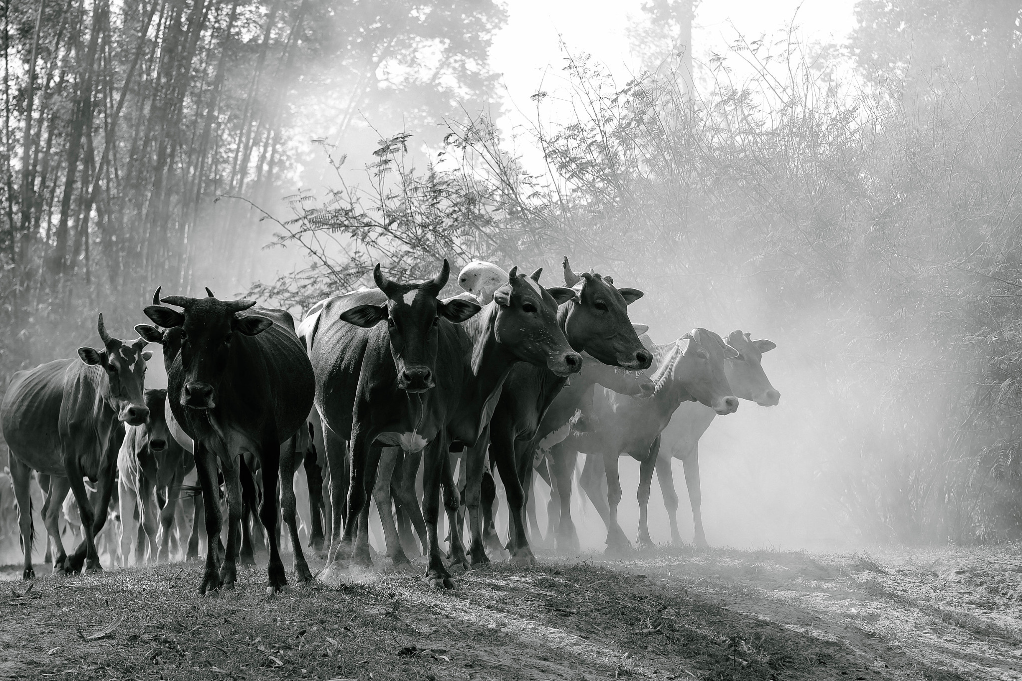 Fujifilm X-A1 + Fujifilm XC 50-230mm F4.5-6.7 OIS sample photo. Cow rangers photography