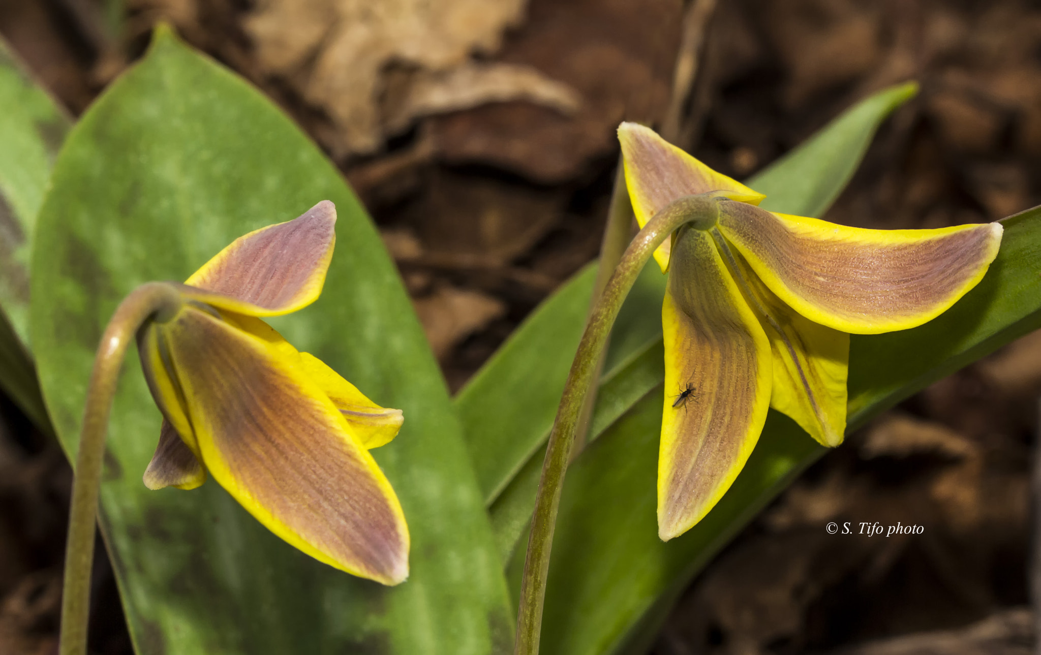 Sigma 105mm F2.8 EX DG OS HSM sample photo. Yellow and green ... photography