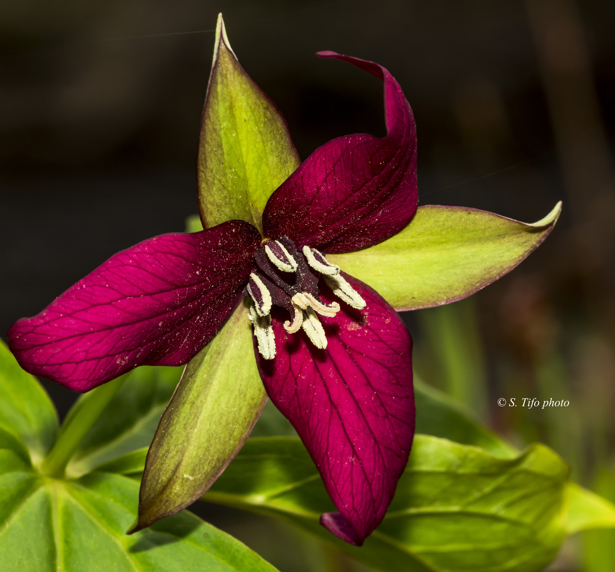 Sigma 105mm F2.8 EX DG OS HSM sample photo. Red ... and green .. photography