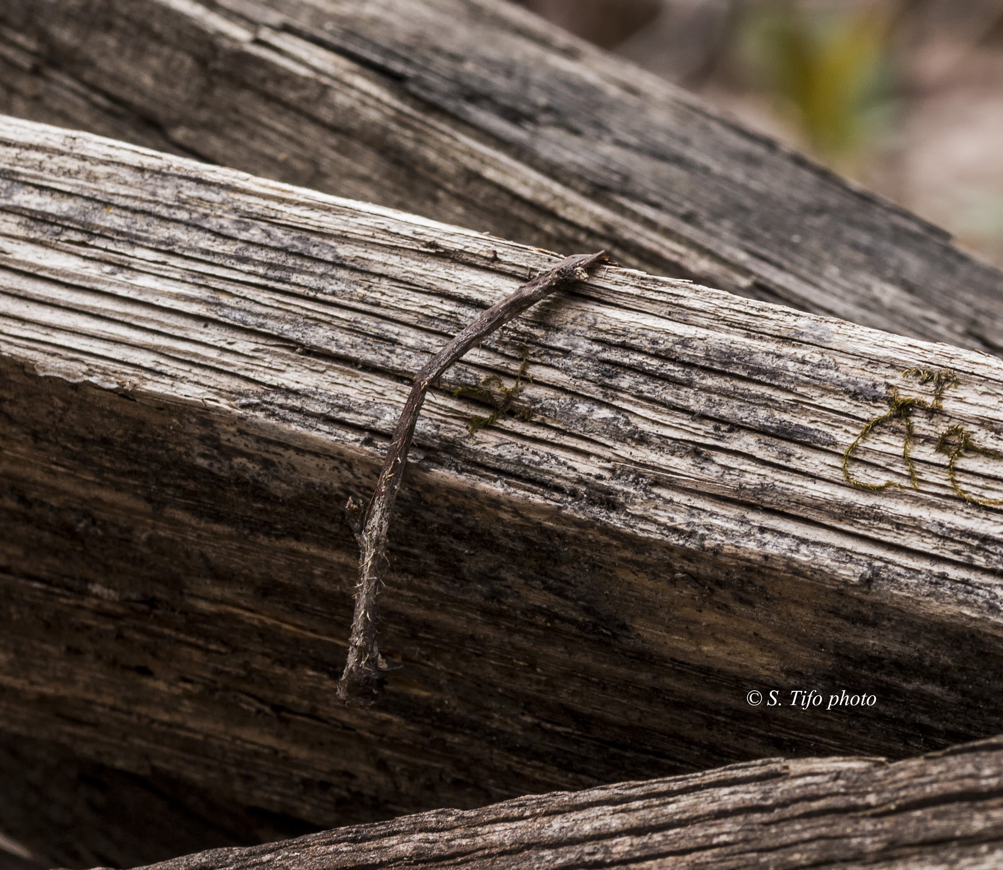 Sigma 105mm F2.8 EX DG OS HSM sample photo. Little ...and lines ... photography