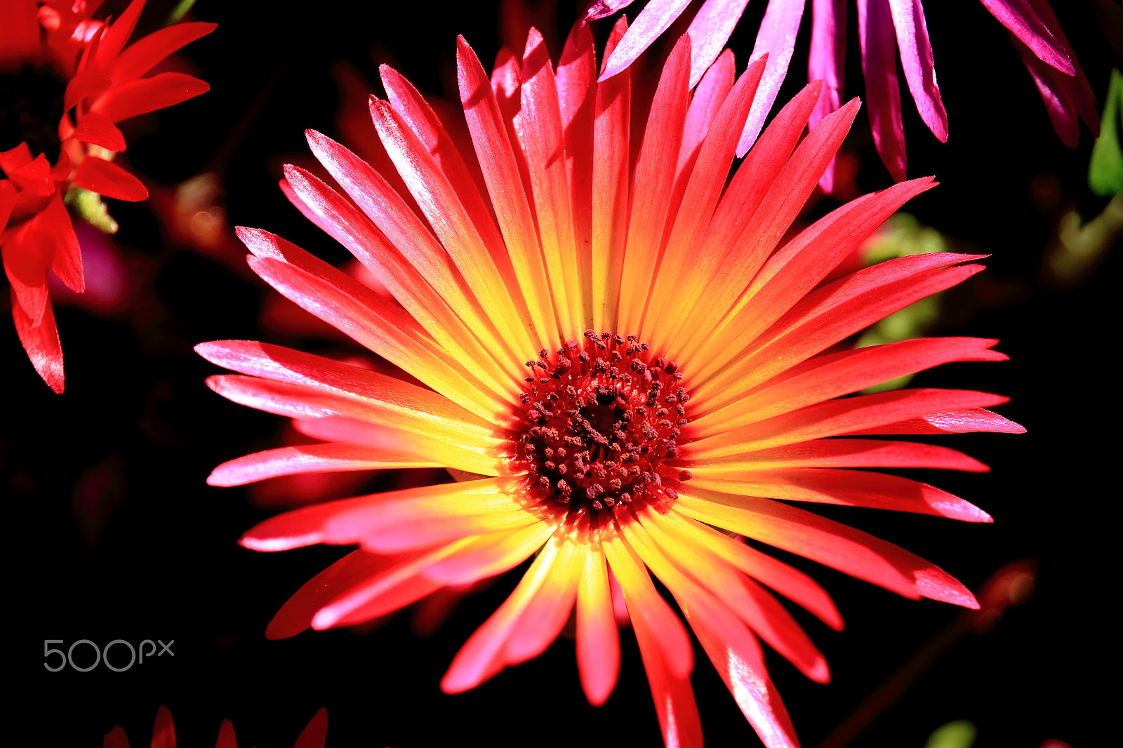 Canon EOS 700D (EOS Rebel T5i / EOS Kiss X7i) sample photo. Livingstone daisy photography