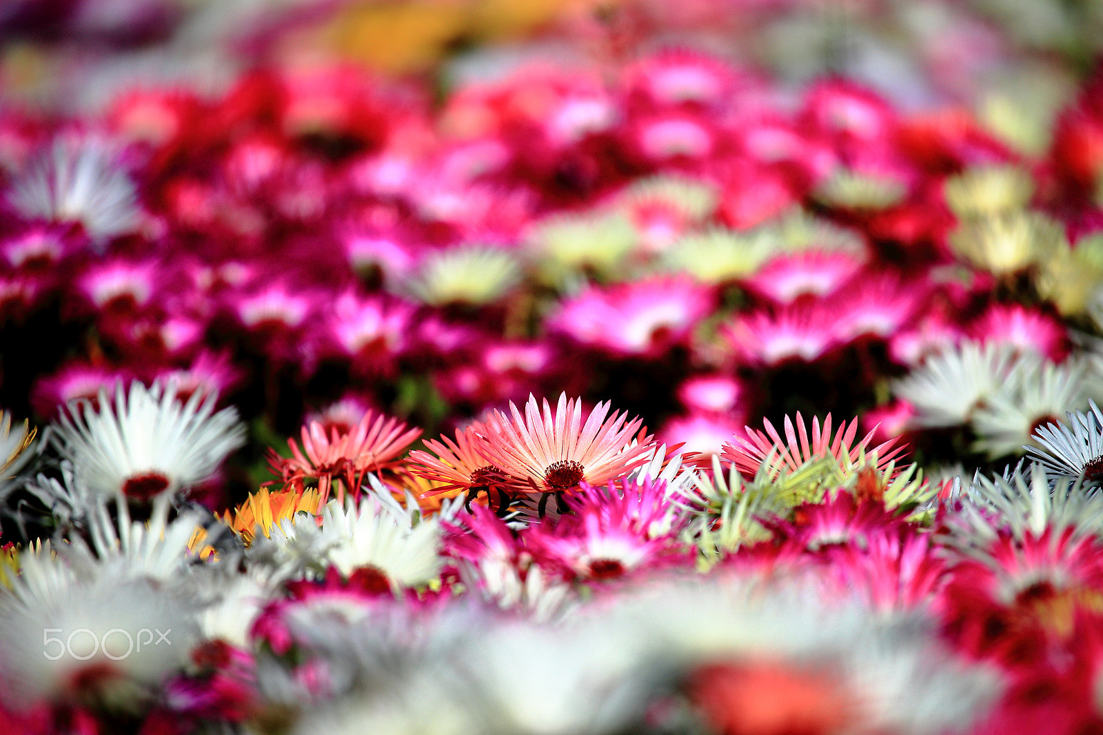 Canon EOS 700D (EOS Rebel T5i / EOS Kiss X7i) sample photo. Flower field, livingstone daisies photography