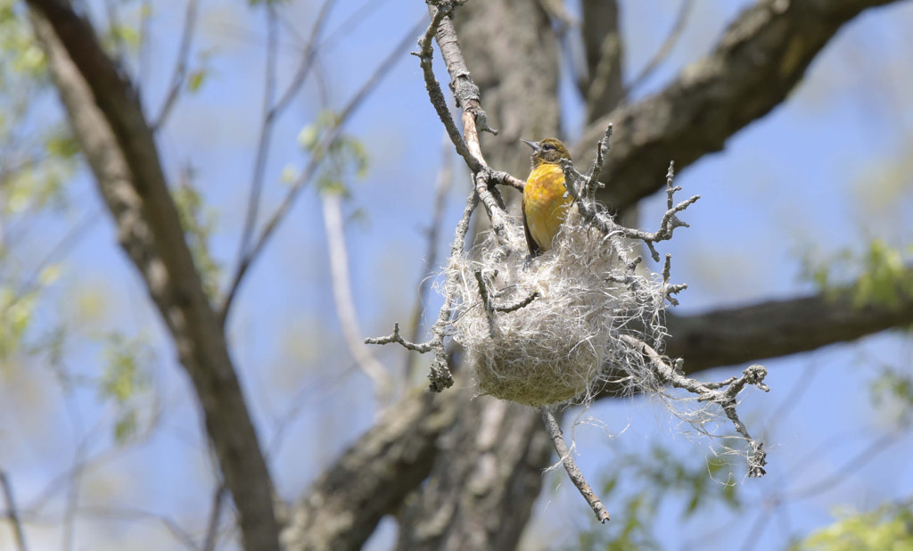 The Architect Types of Bird Nests - Baltimore Oriole