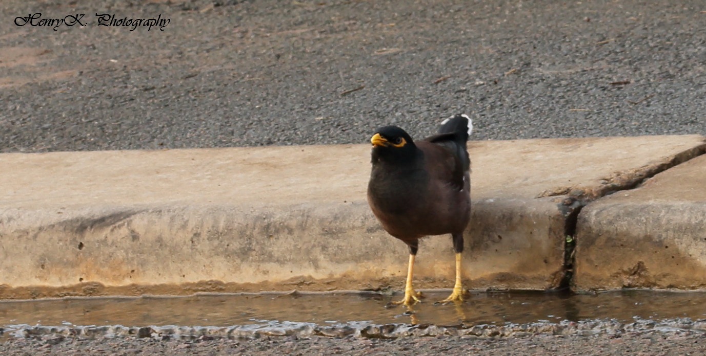 Canon 105mm sample photo. A sip of rainwater photography