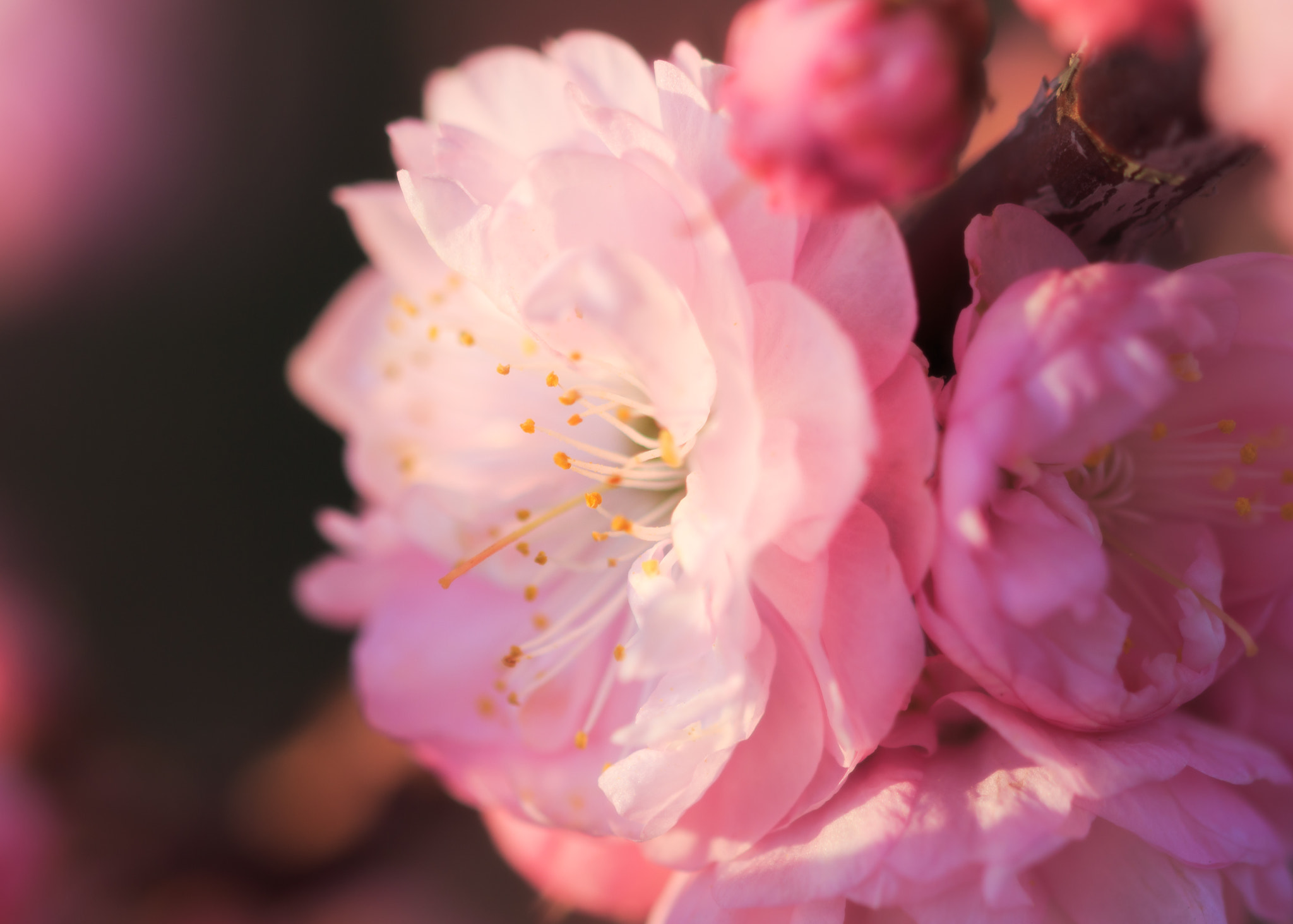 Sigma 105mm F2.8 EX DG OS HSM sample photo. Cherry blossom ii photography