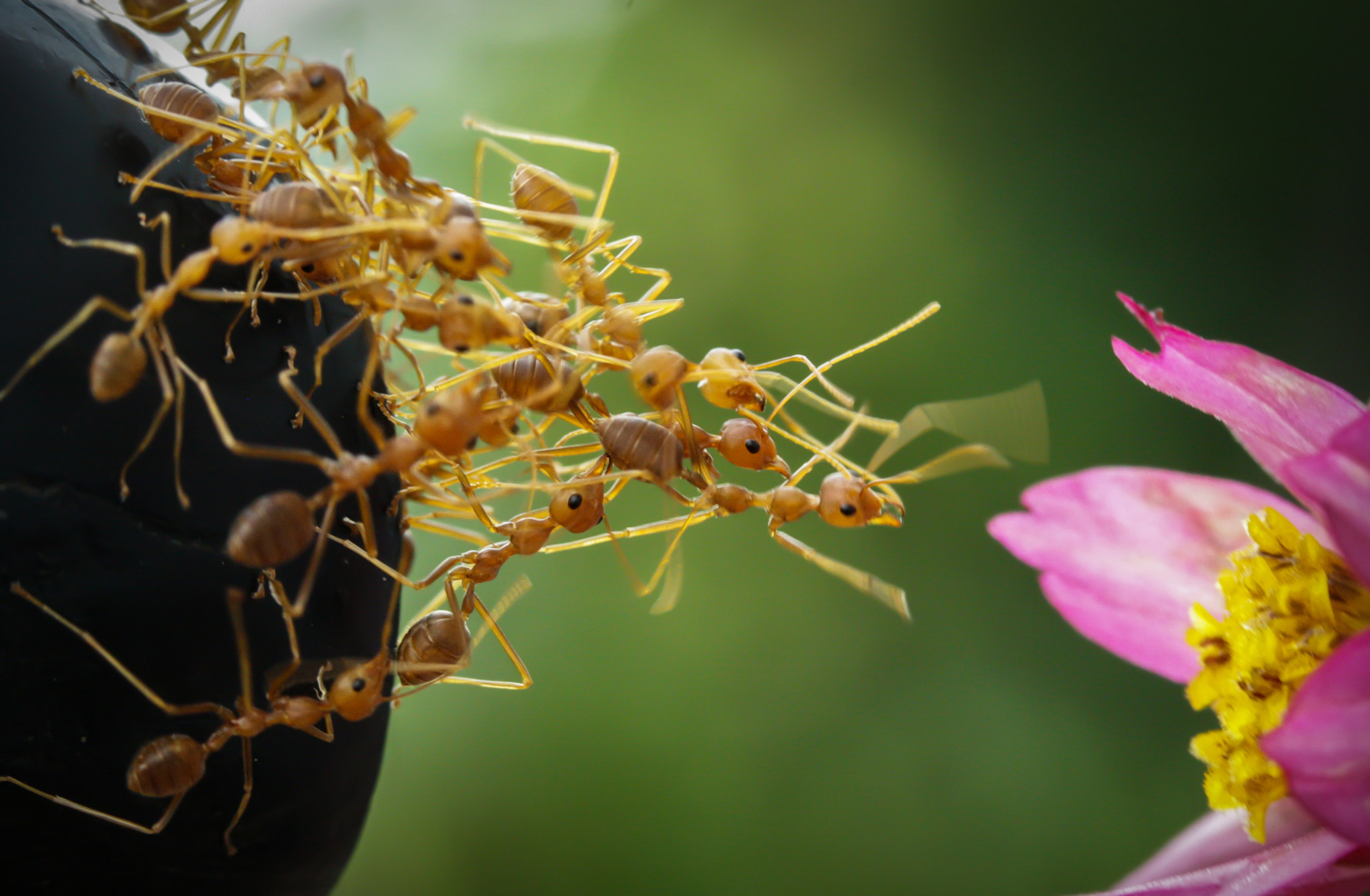 Canon EF-S 60mm F2.8 Macro USM sample photo. Our flower!! photography