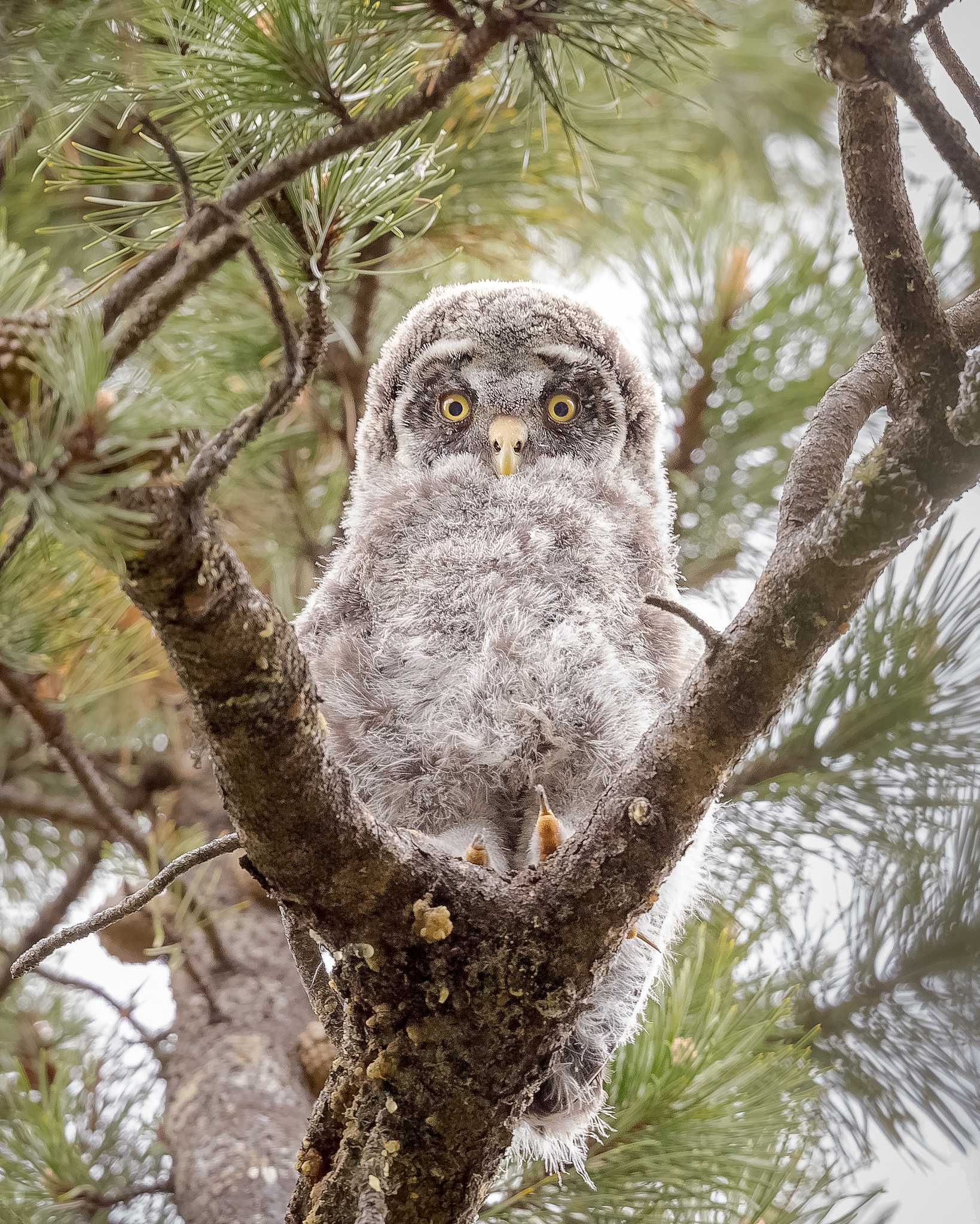 Canon EF 500mm F4L IS II USM sample photo. Baby great grey owl (in the wild as always). photography