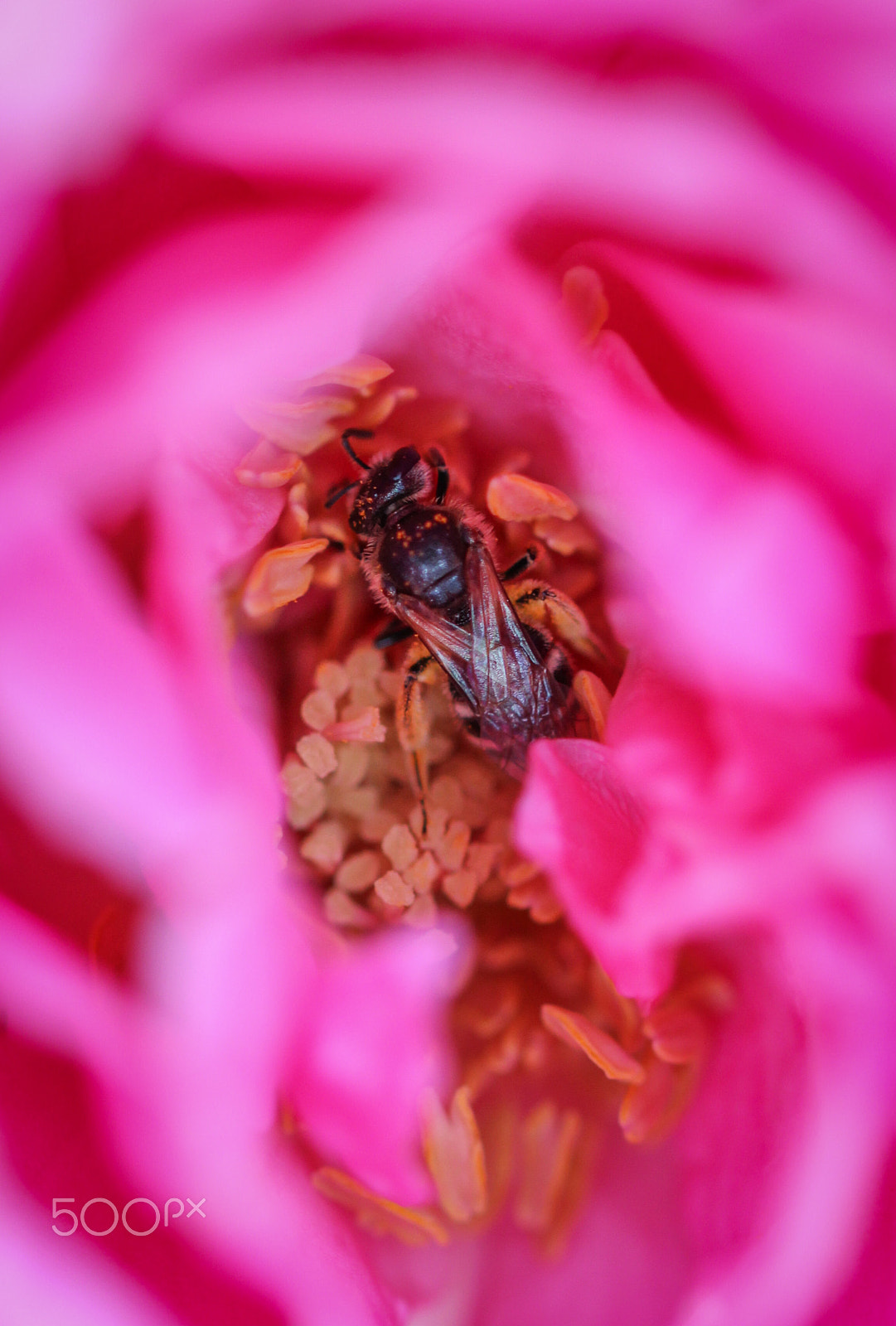 Sigma 105mm F2.8 EX DG OS HSM sample photo. Canyon photography