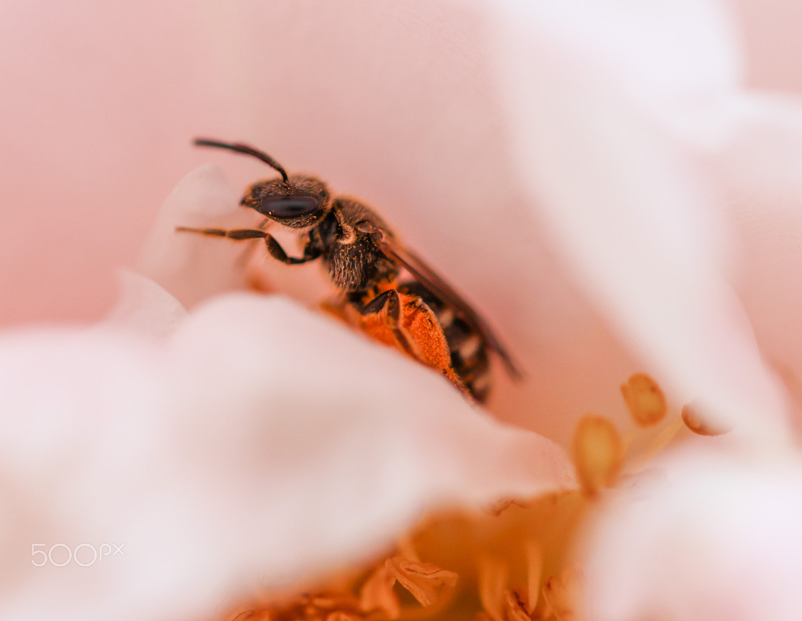 Sigma 105mm F2.8 EX DG OS HSM sample photo. Job complete photography