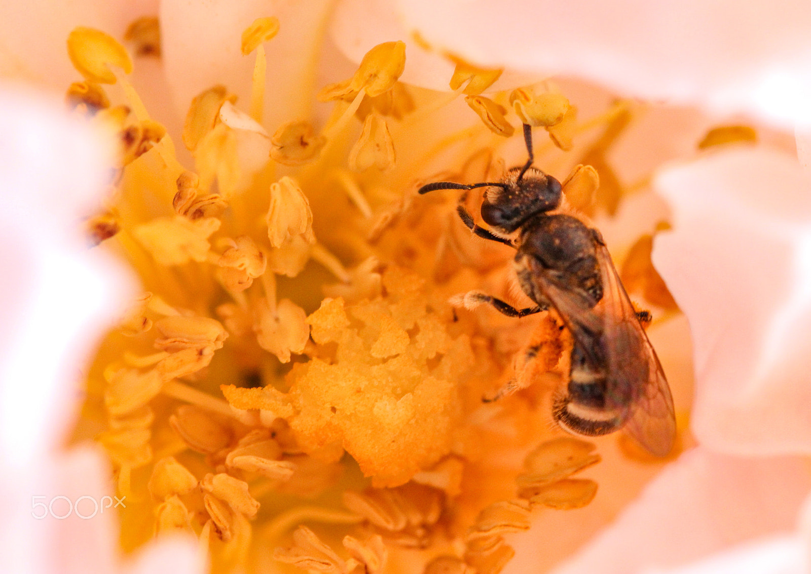Sigma 105mm F2.8 EX DG OS HSM sample photo. Golden treasure photography