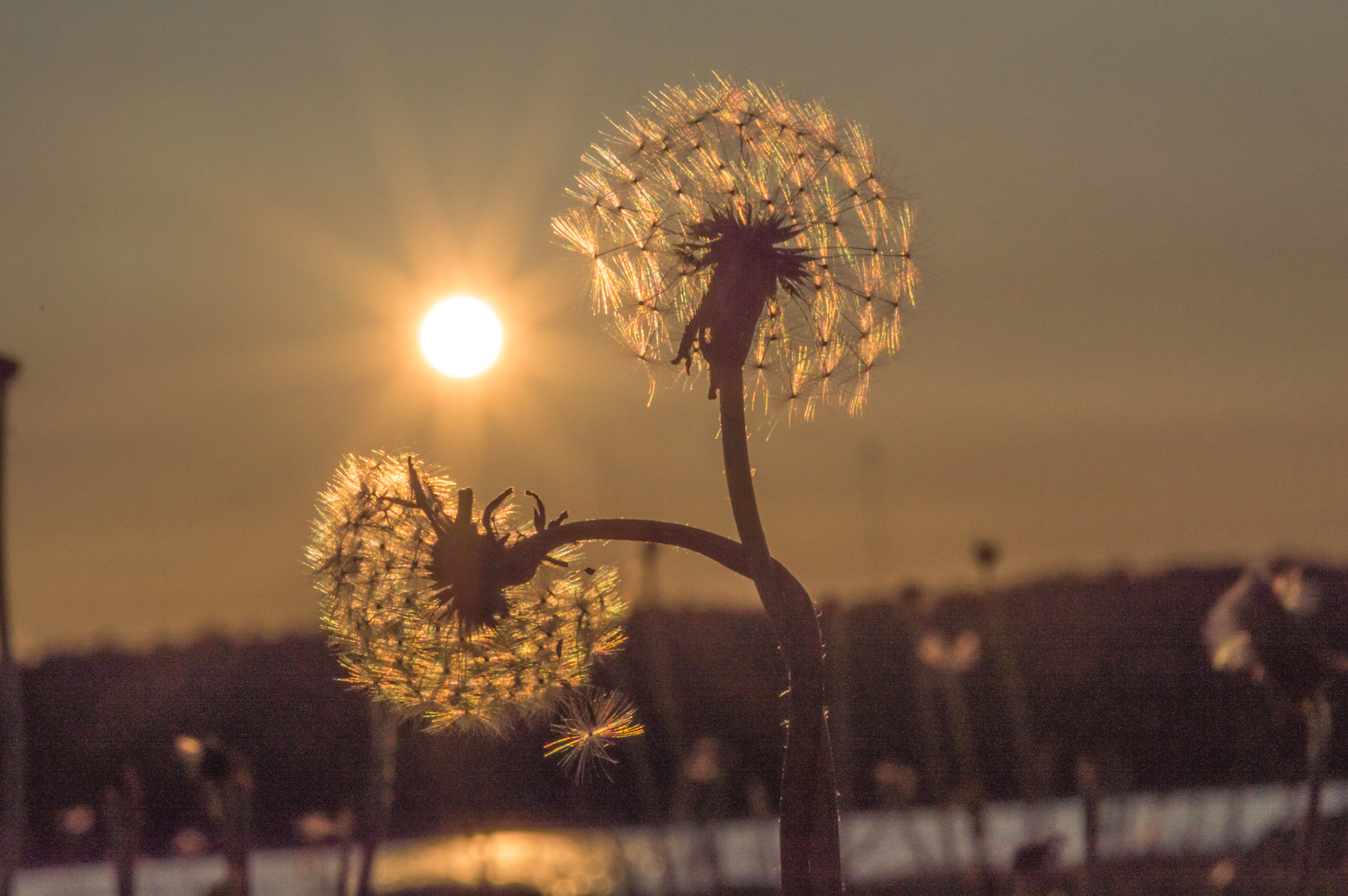 Nikon AF-S DX Micro-Nikkor 85mm F3.5G ED VR sample photo. Dandy lion in bloom photography