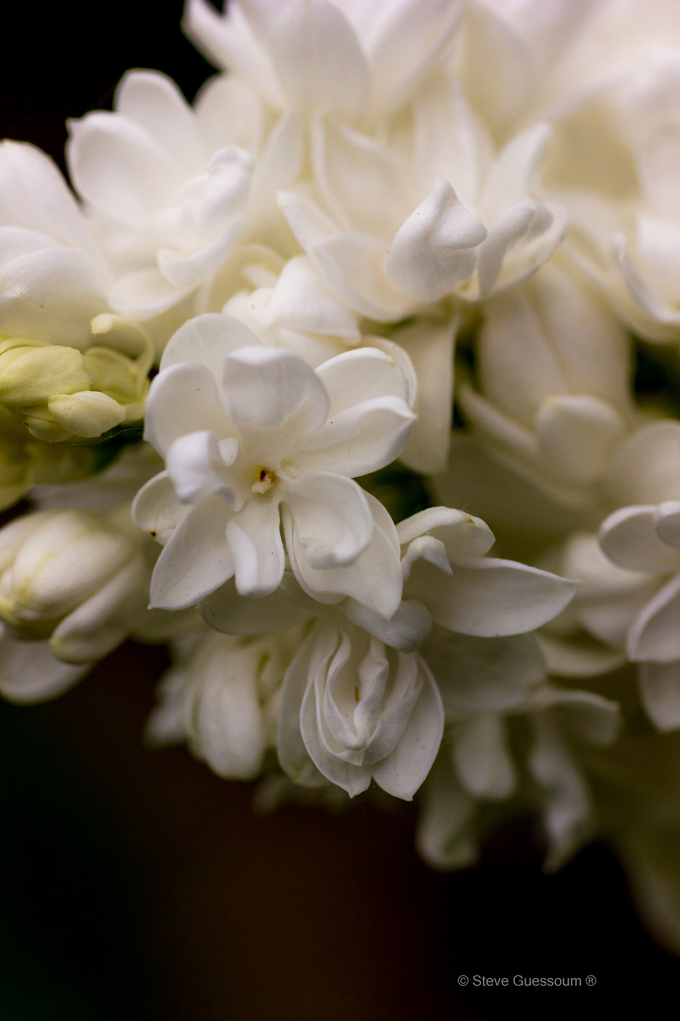 Sigma 50mm f/1.4 EX DG HSM + 1.4x sample photo