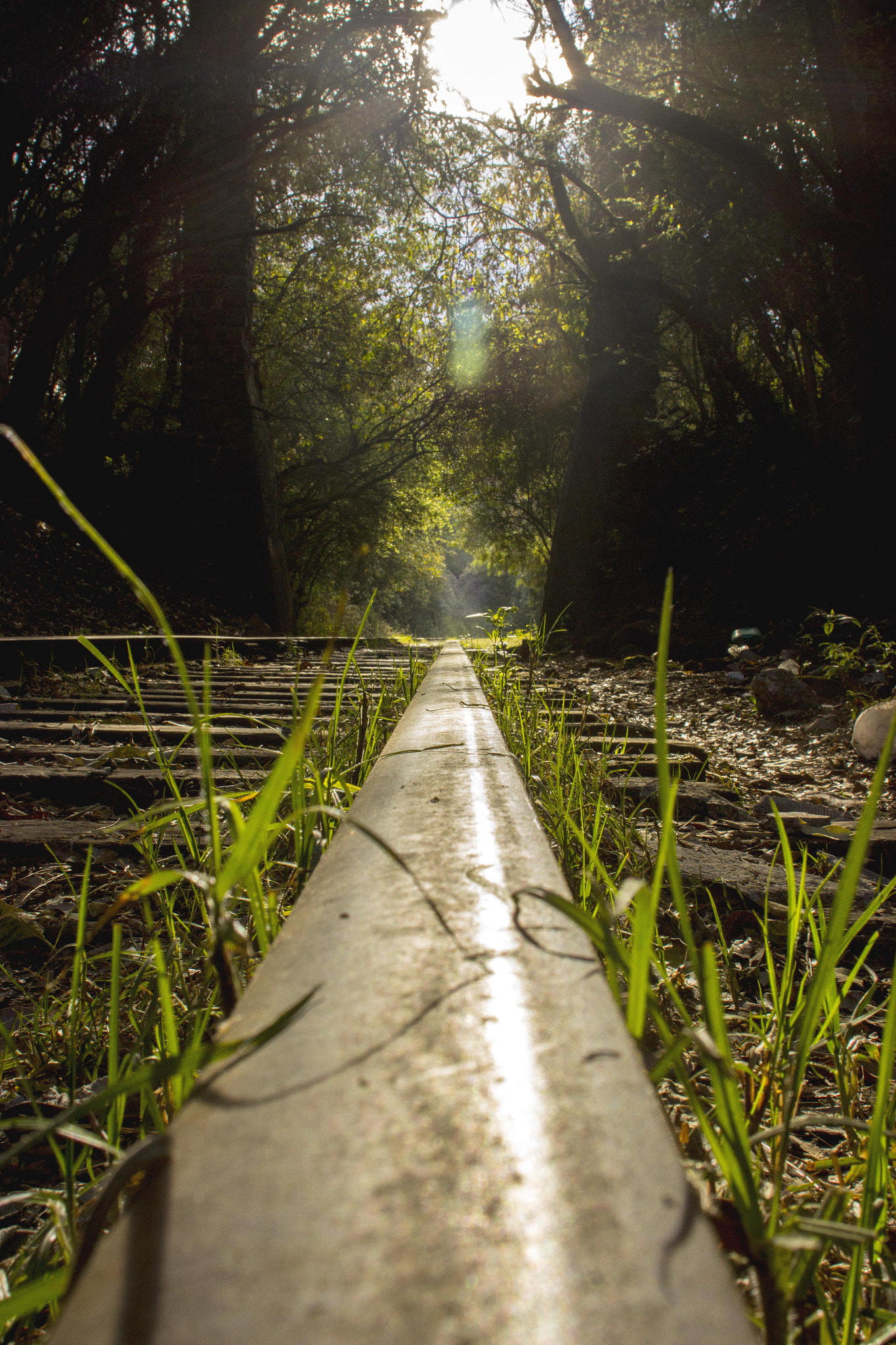 Canon EF 20-35mm F3.5-4.5 USM sample photo. #railroad #green #dreams  photography