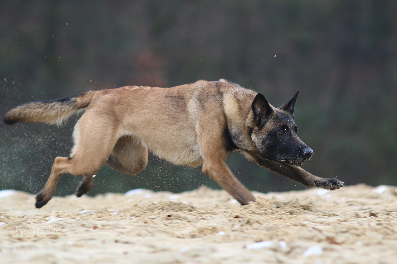 Canon EOS 70D + Canon EF 200mm F2.8L II USM sample photo. Feeby photography
