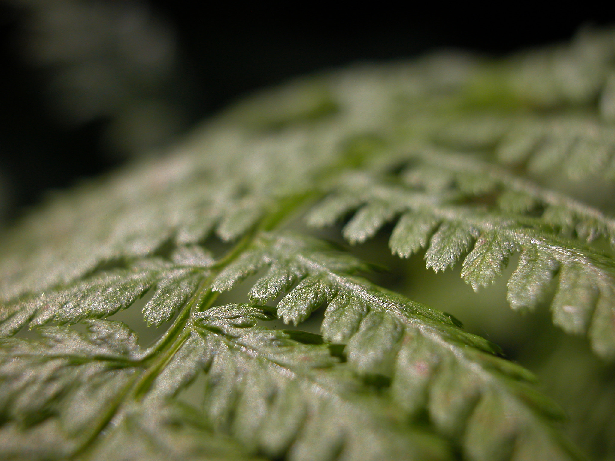Nikon E5000 sample photo. Northwoods fern photography