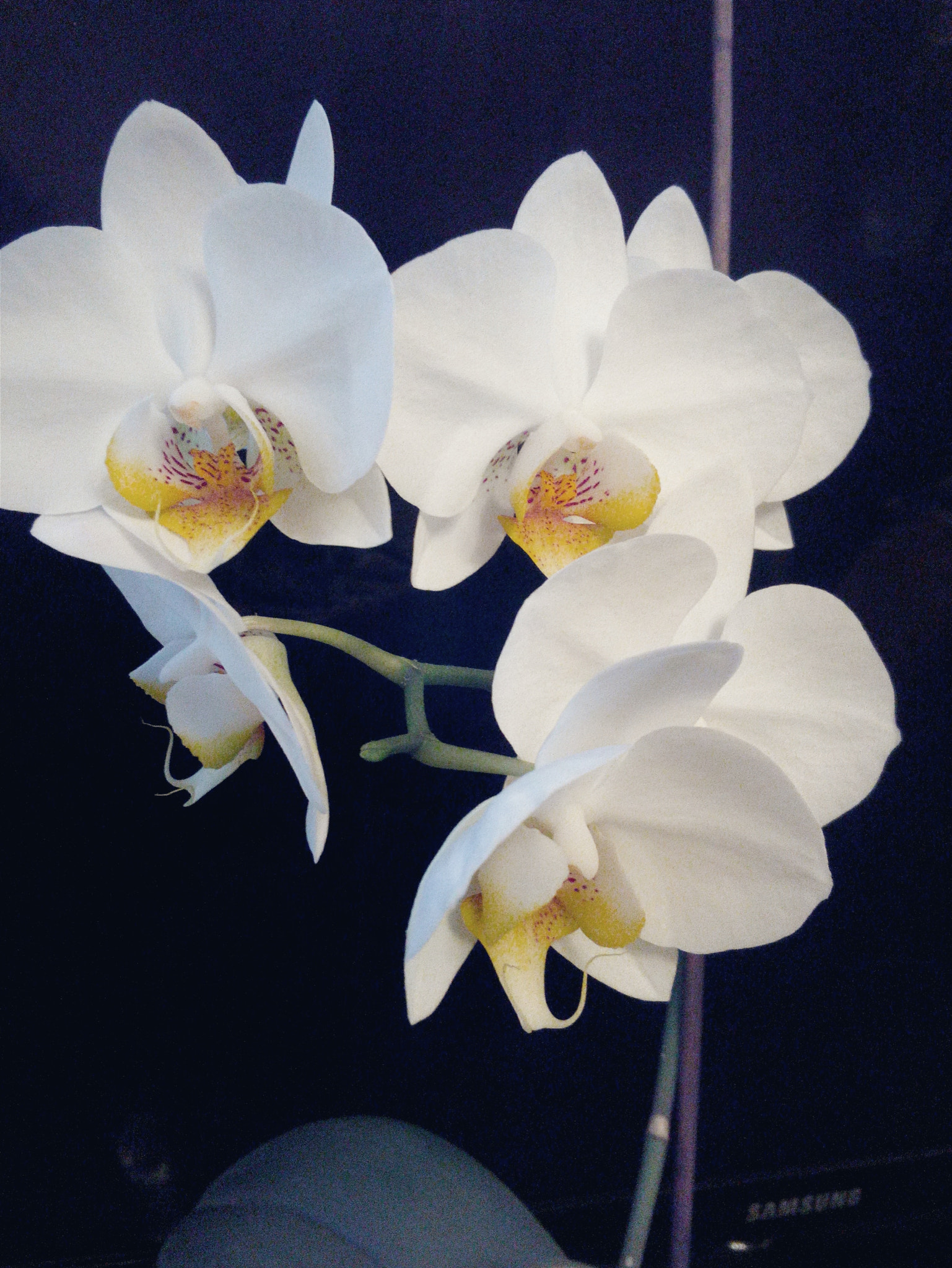 HUAWEI Y541-U02 sample photo. Orchids. photography