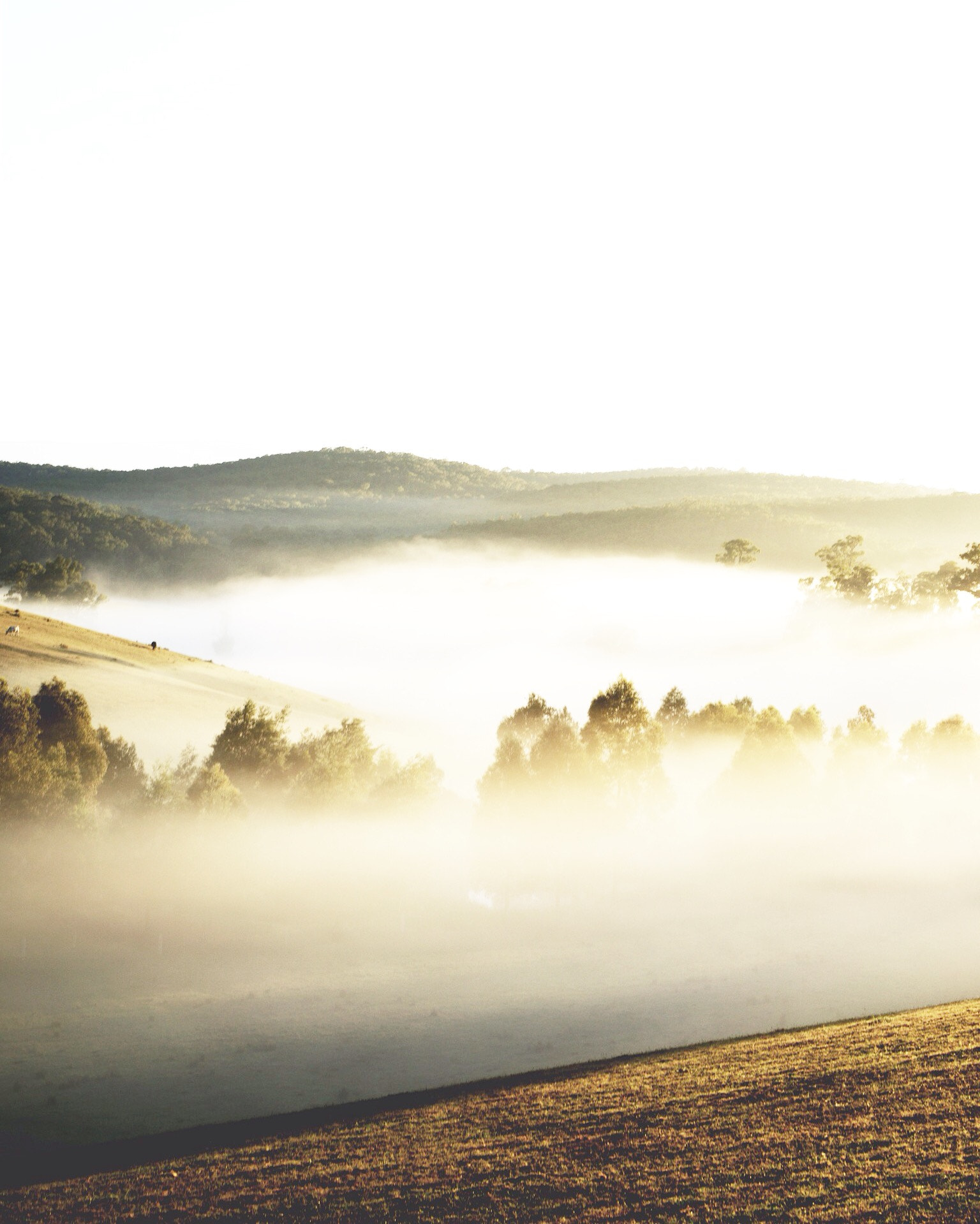 Sony a7R + Sony Sonnar T* FE 55mm F1.8 ZA sample photo. Misty photography