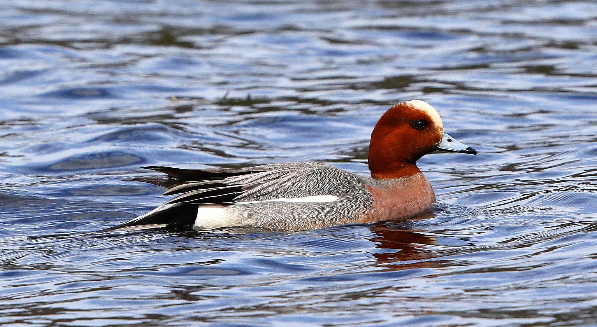 Canon EF 500mm F4L IS II USM sample photo. Drake wigeon photography