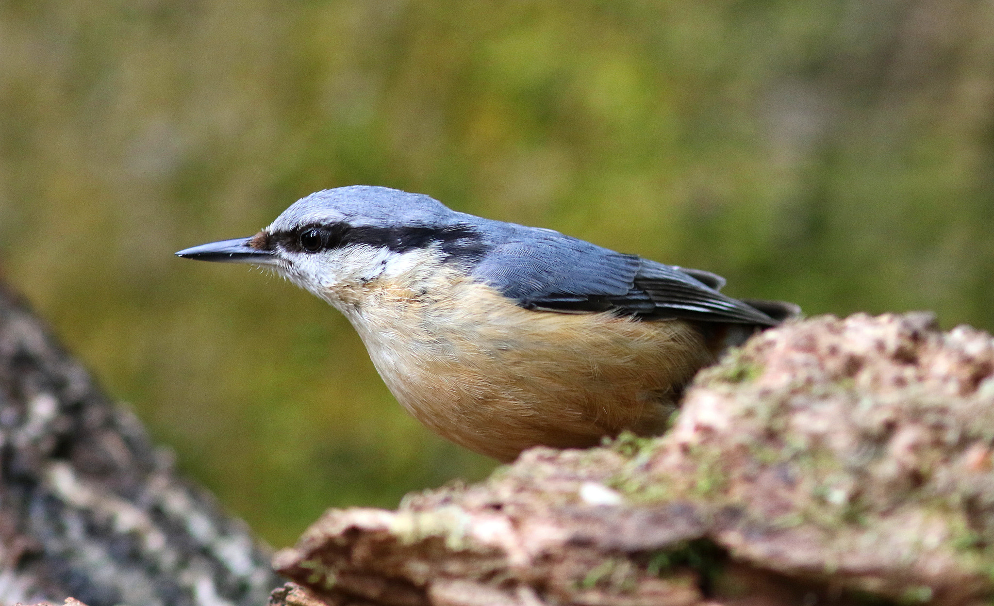 Canon EF 300mm F4L IS USM sample photo. Nuthatch photography