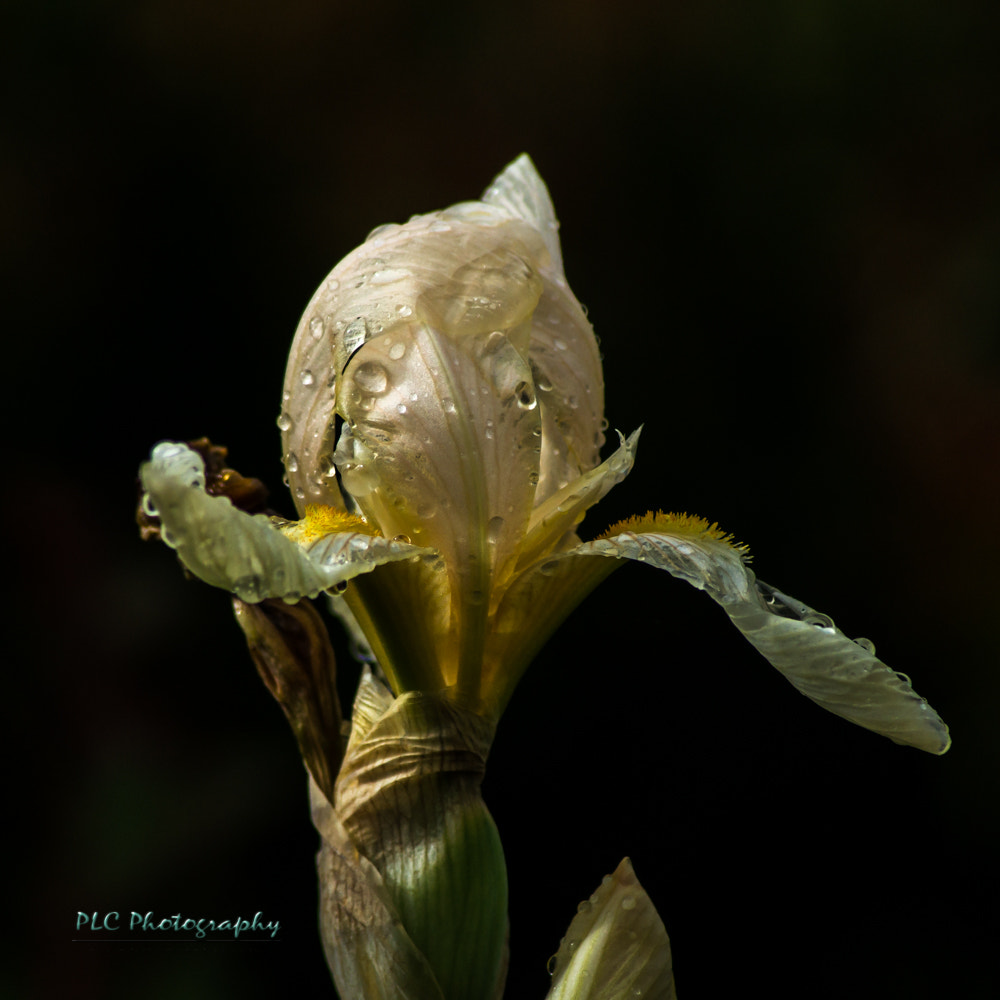 Sony SLT-A57 + Tamron SP 24-70mm F2.8 Di VC USD sample photo. Wet iris photography