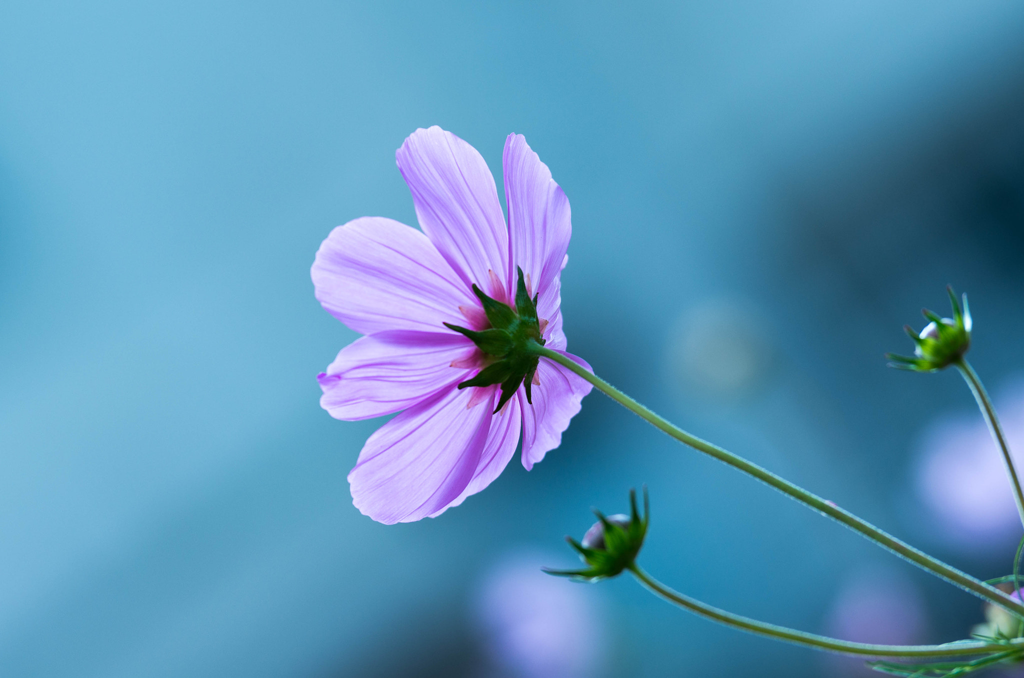 Pentax K-5 IIs sample photo