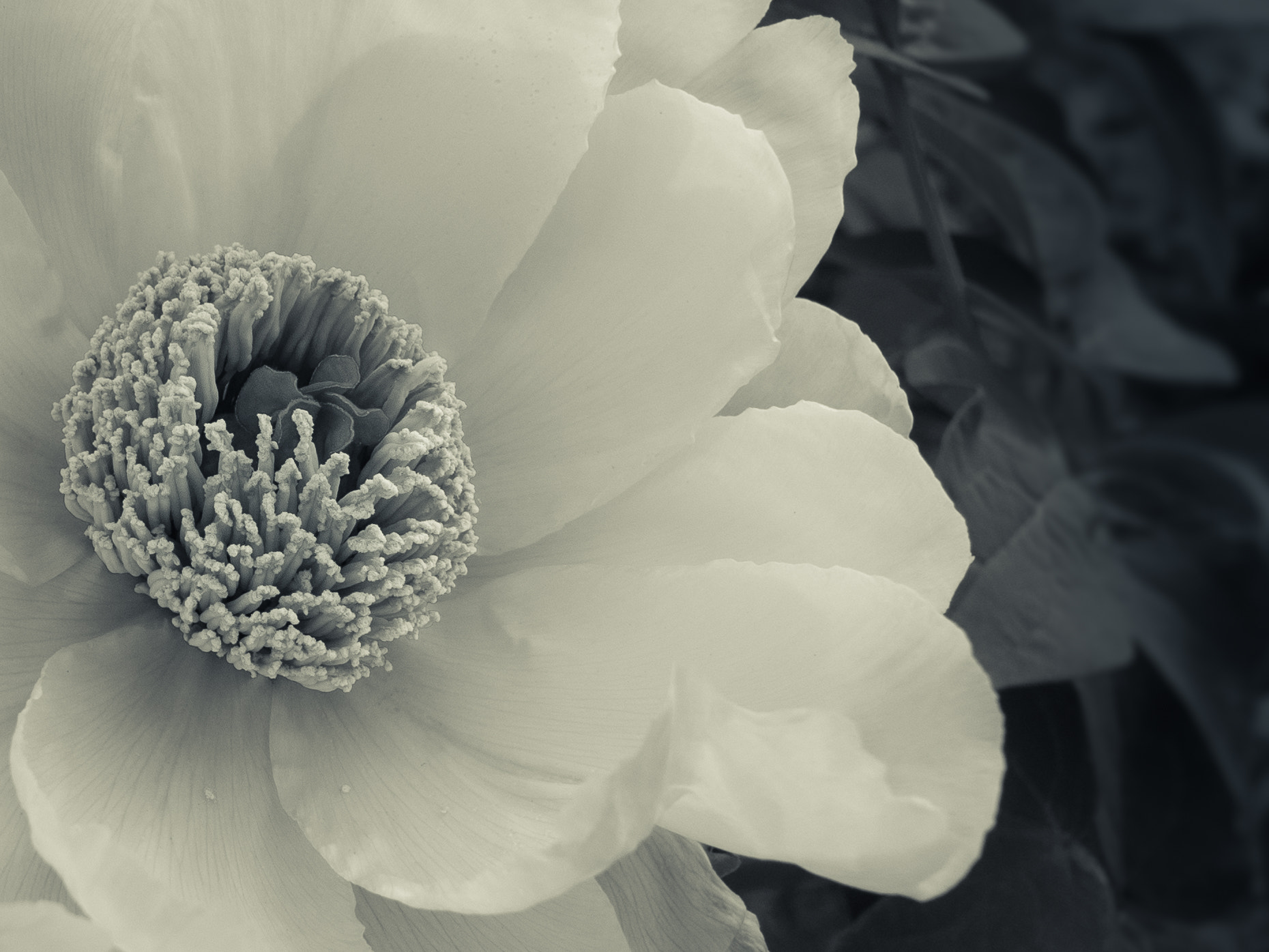 Panasonic Lumix DMC-GX7 + Panasonic Lumix G 14mm F2.5 ASPH sample photo. Peony photography