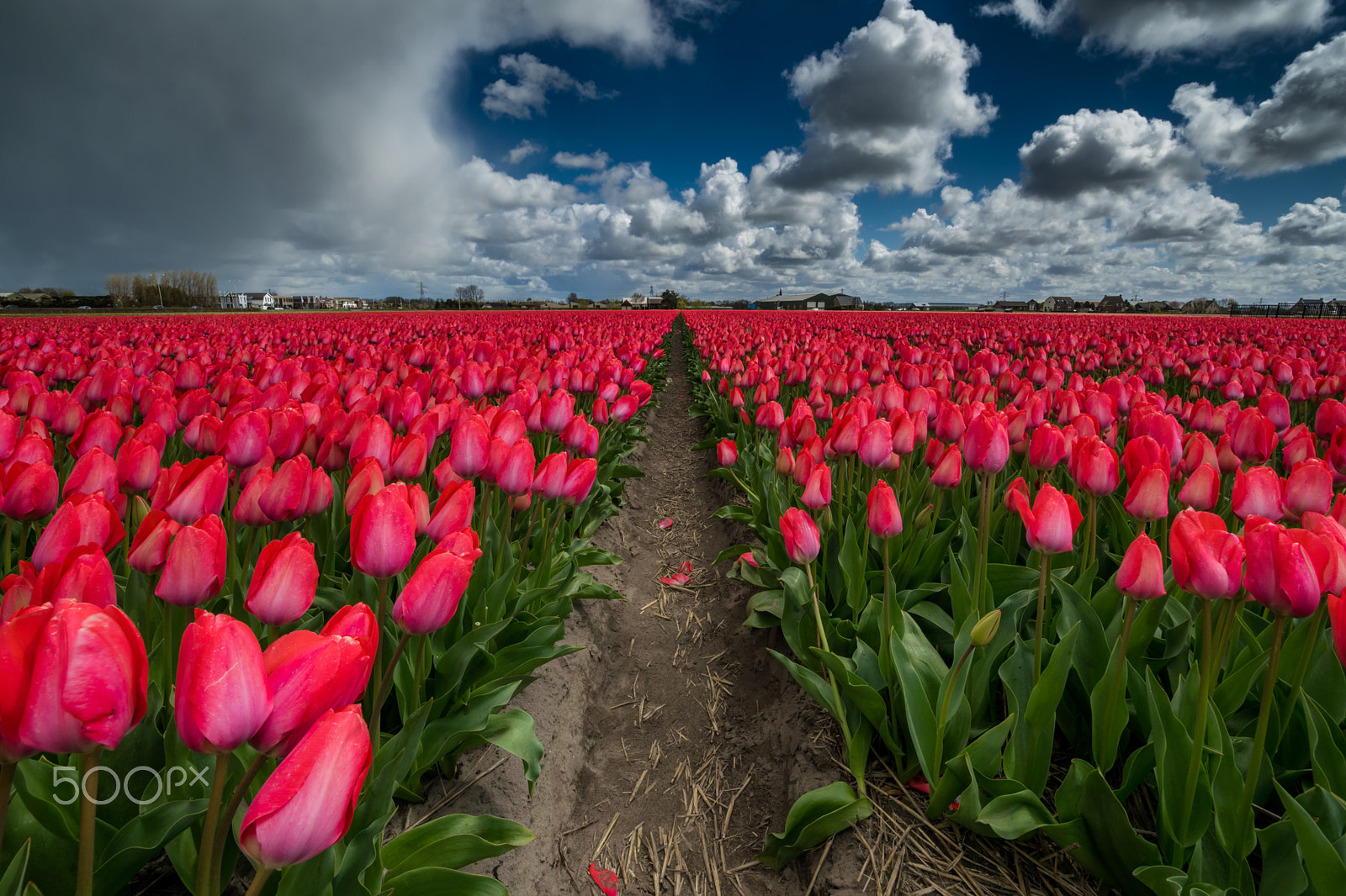Samyang 14mm F2.8 ED AS IF UMC sample photo. Tulip photography