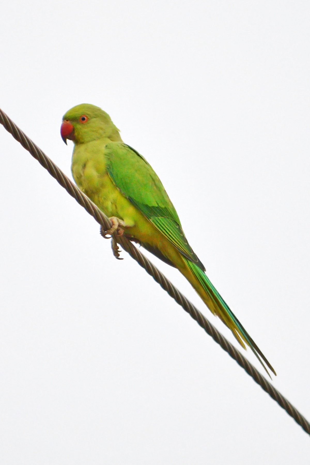FSA-L2, EDG 65, 800mm F13 G sample photo. Rose-ringed parakeet photography