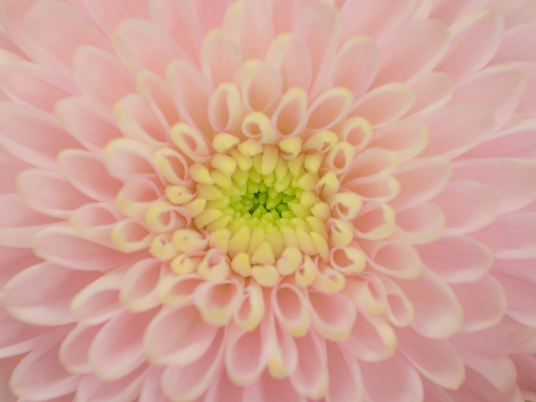 Panasonic Lumix DMC-GX7 sample photo. Soft pink photography