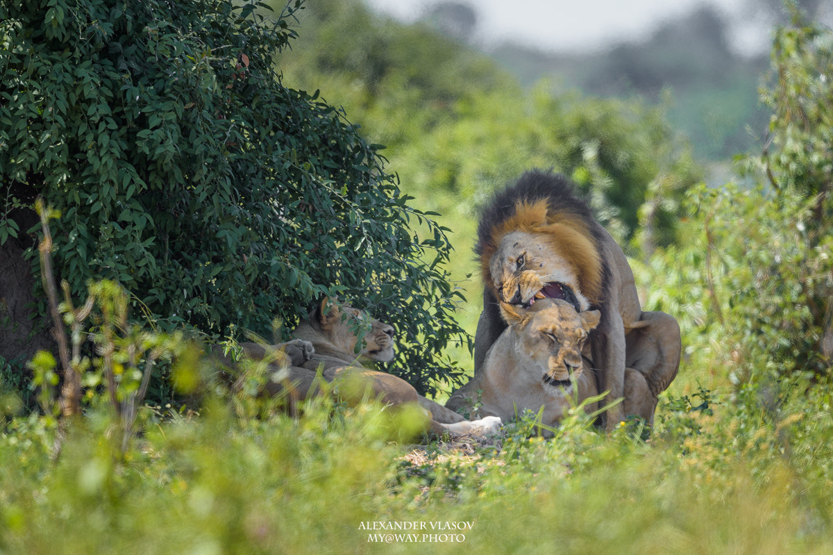 Nikon AF-S Nikkor 500mm F4E FL ED VR sample photo. Mating lion photography
