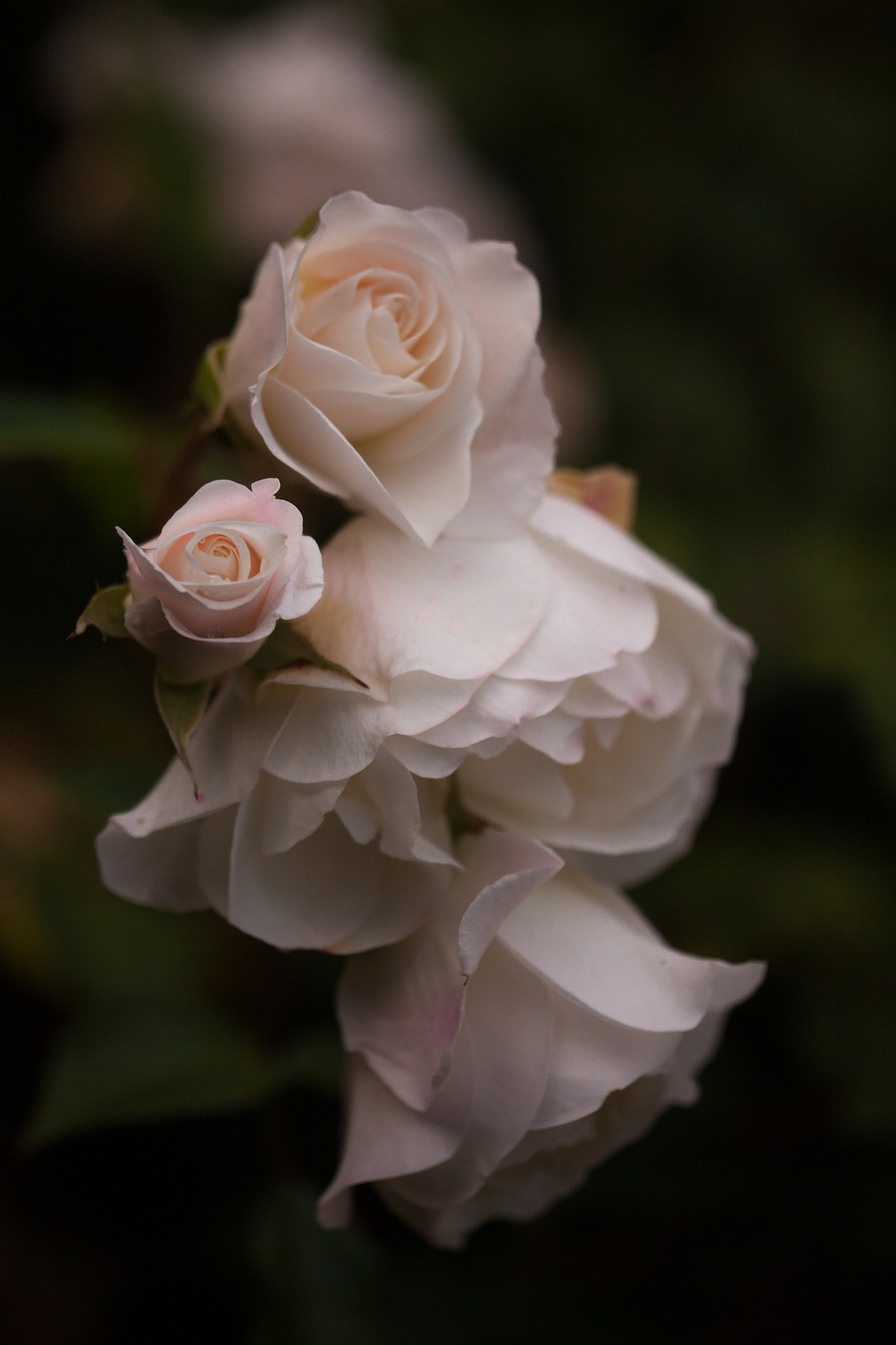 Canon EF 180mm F3.5L Macro USM sample photo. Just some backyard roses photography