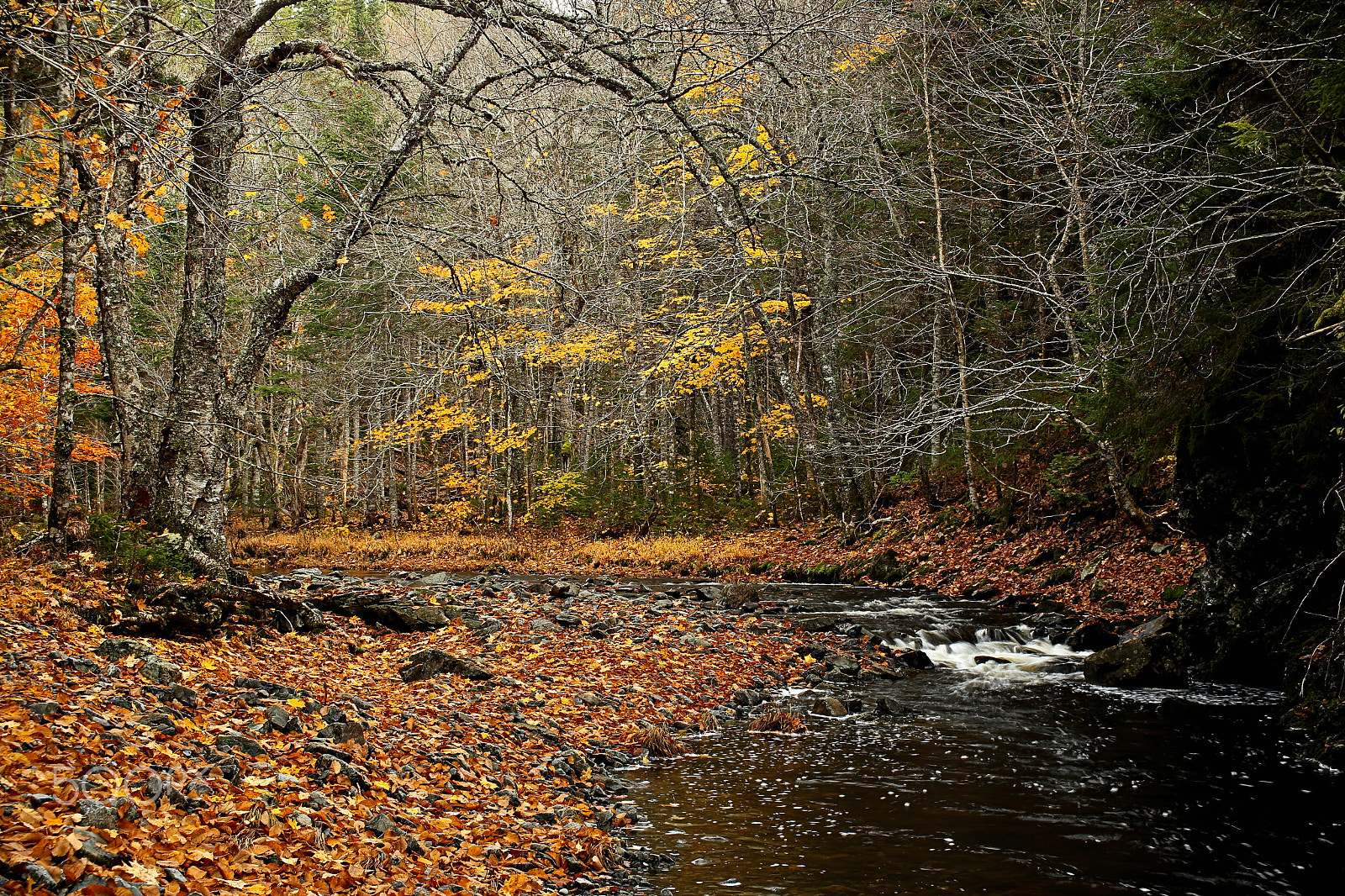 Canon EOS 6D + Canon EF 22-55mm f/4-5.6 USM sample photo. Woodland river in autumn photography