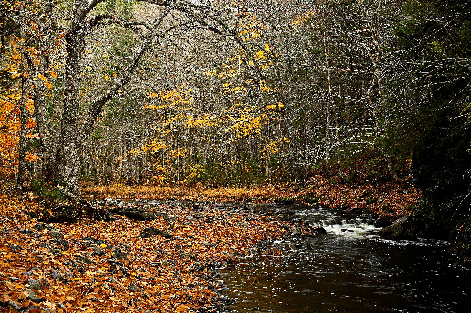 Canon EF 22-55mm f/4-5.6 USM sample photo. Woodland river in autumn photography