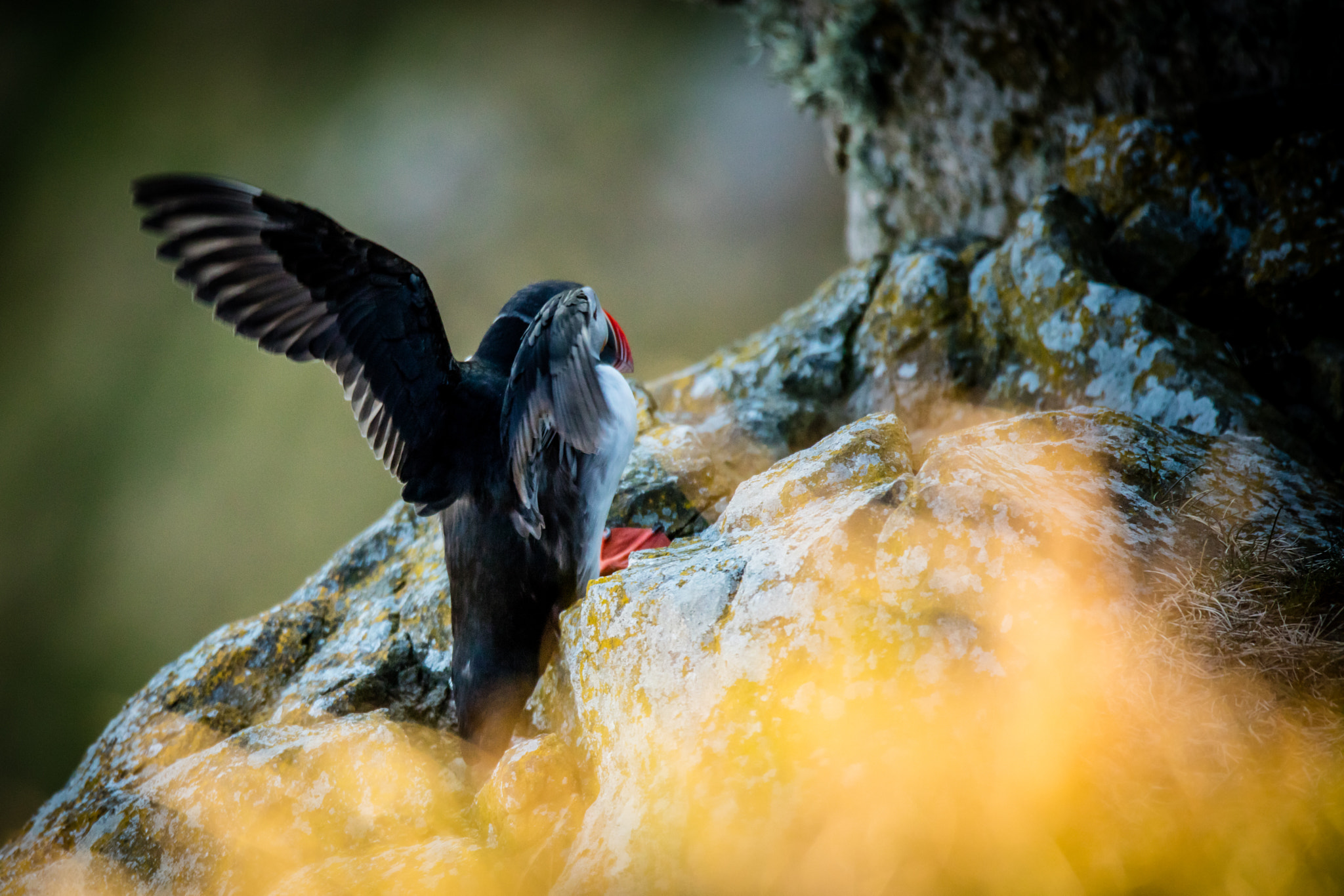 150-600mm F5-6.3 DG OS HSM | Sports 014 sample photo. Atlantic puffin spreading wings photography