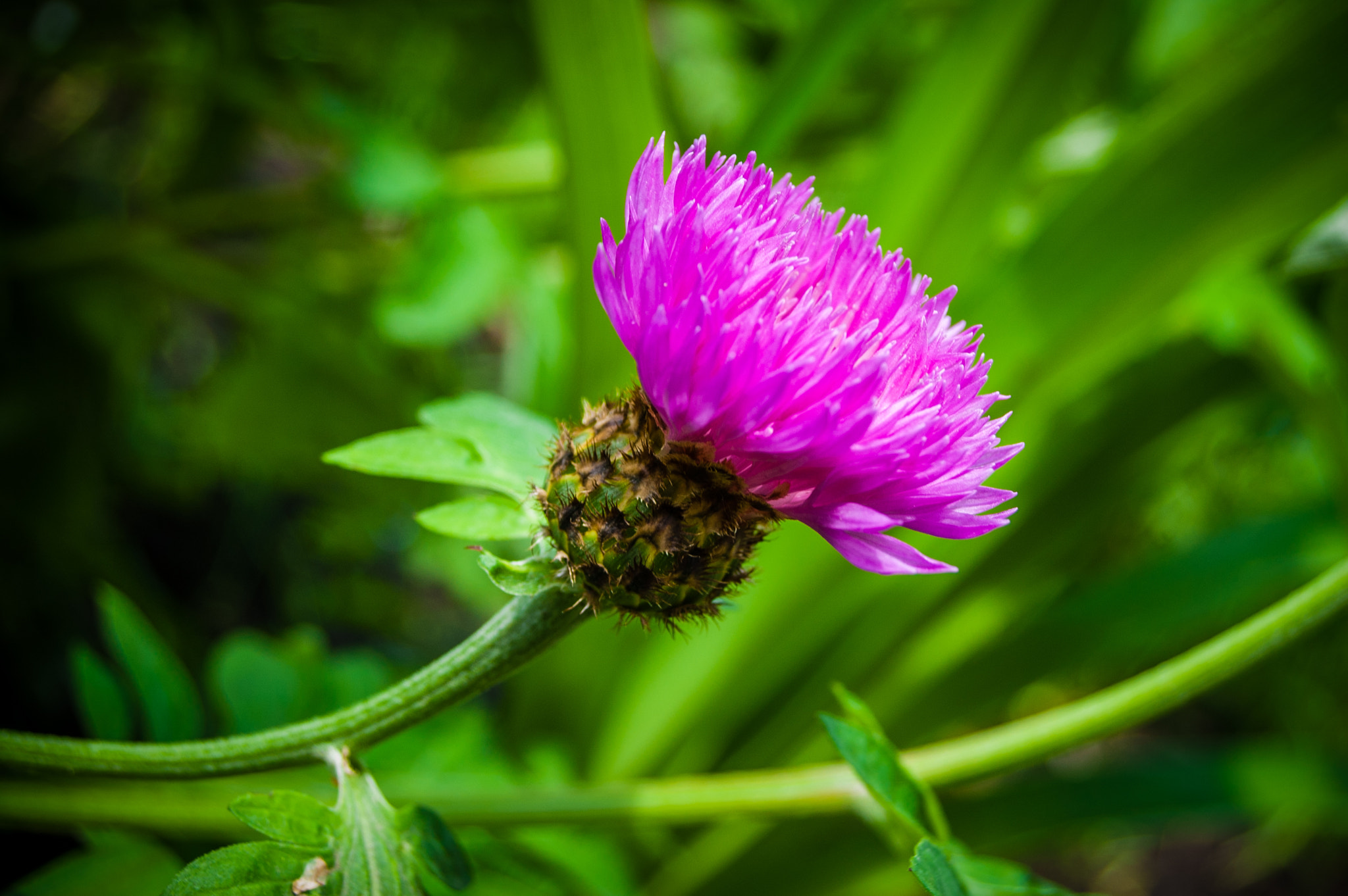 Nikon D50 + Sigma 18-50mm F3.5-5.6 DC sample photo. Pink photography