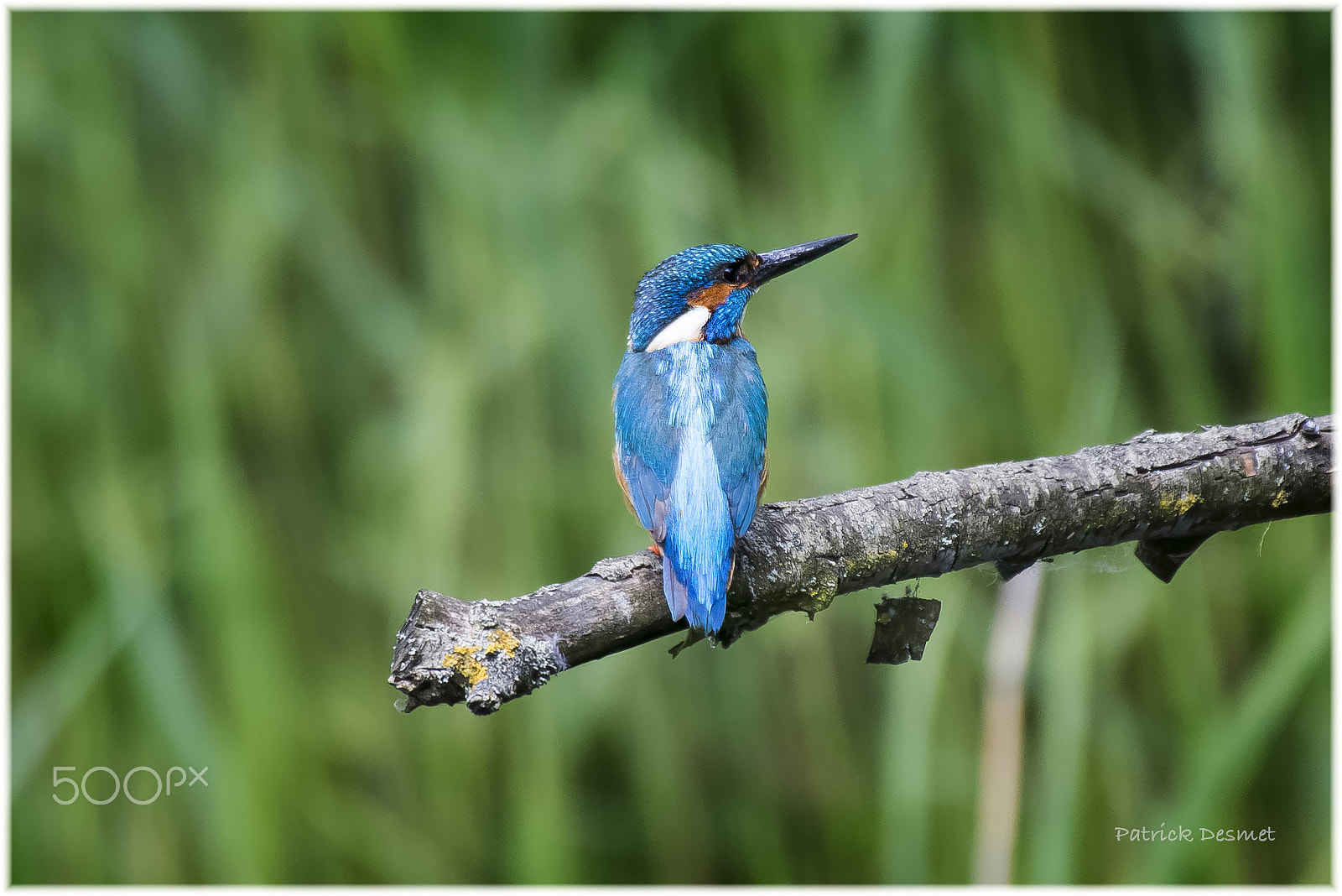 Sigma 50-500mm F4.5-6.3 DG OS HSM sample photo. Ijsvogel photography