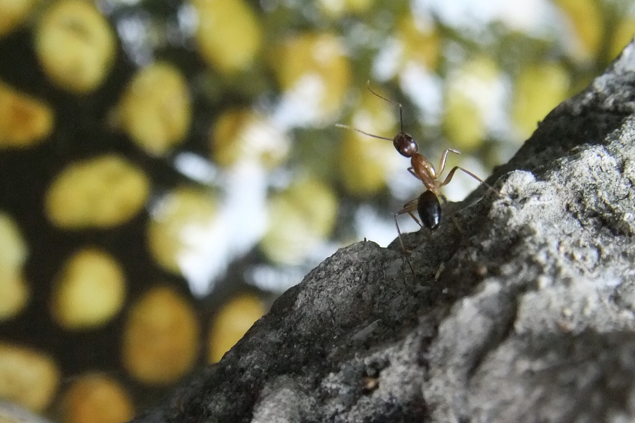 FujiFilm FinePix Z700EXR (FinePix Z707EXR) sample photo. Ant photography