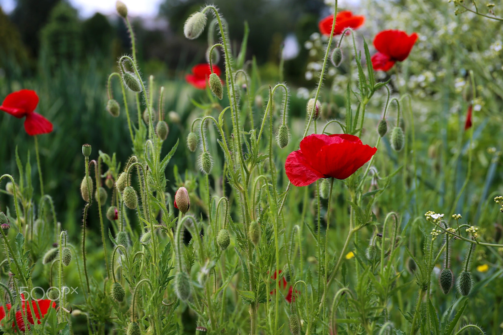 Canon EF 24-70mm F4L IS USM sample photo. Божественные маки photography