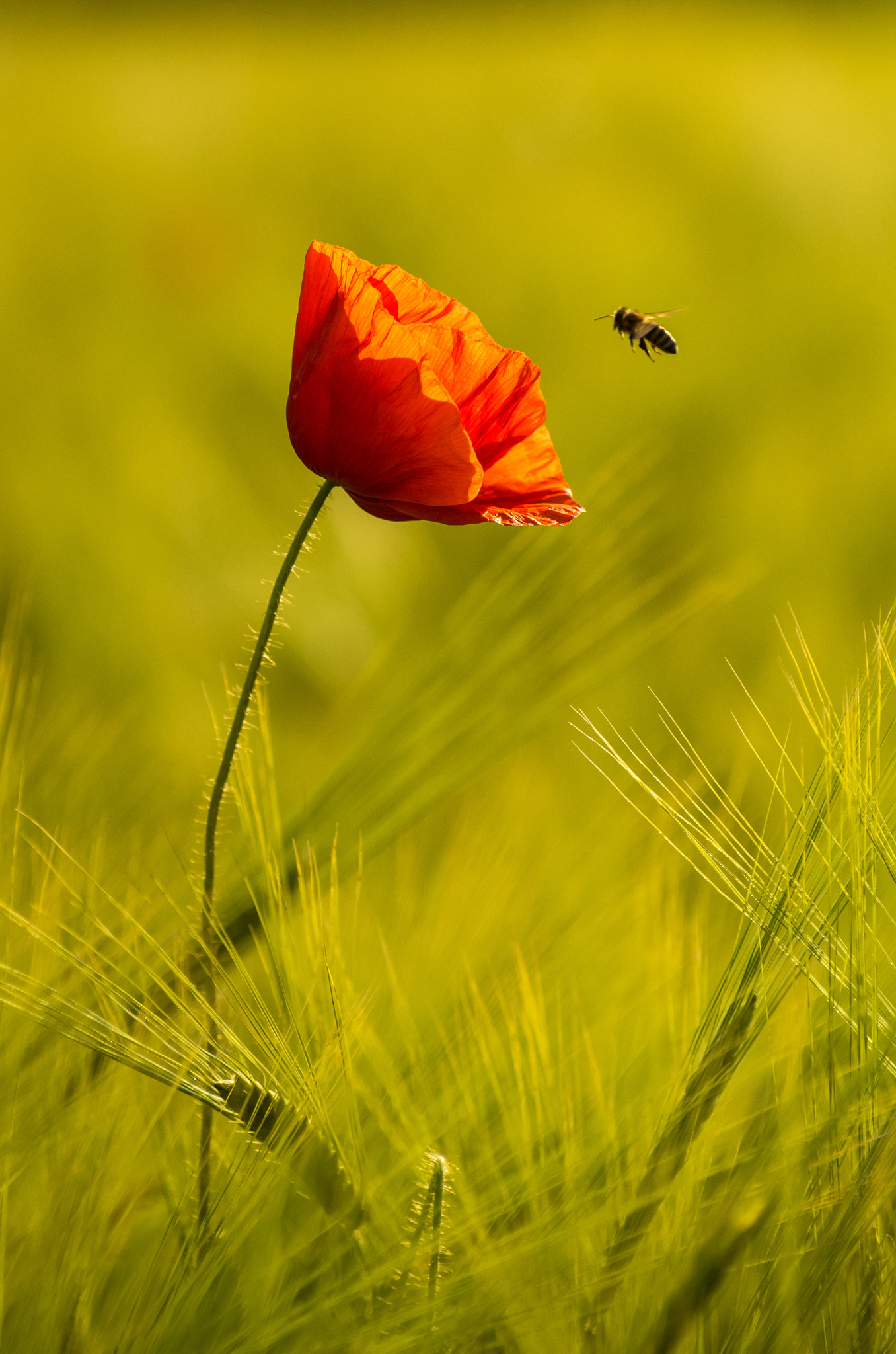 Pentax smc DA* 50-135mm F2.8 ED (IF) SDM sample photo. Red friend photography