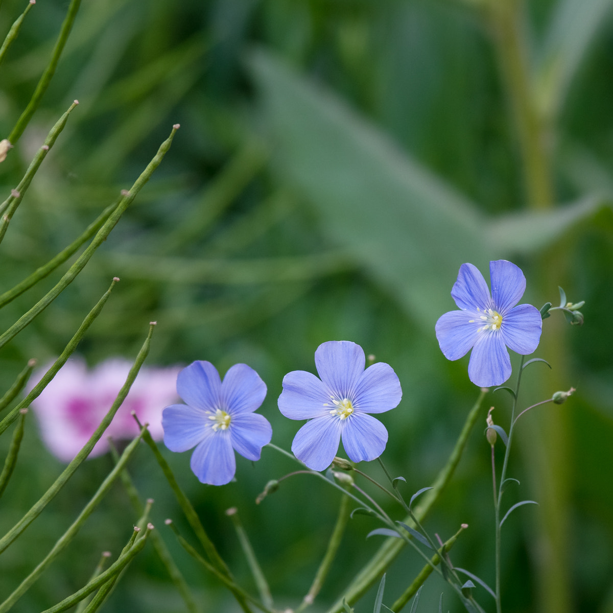 Sony a7R II + Canon EF 70-200mm F4L IS USM sample photo. Linum usitatissimum l. photography