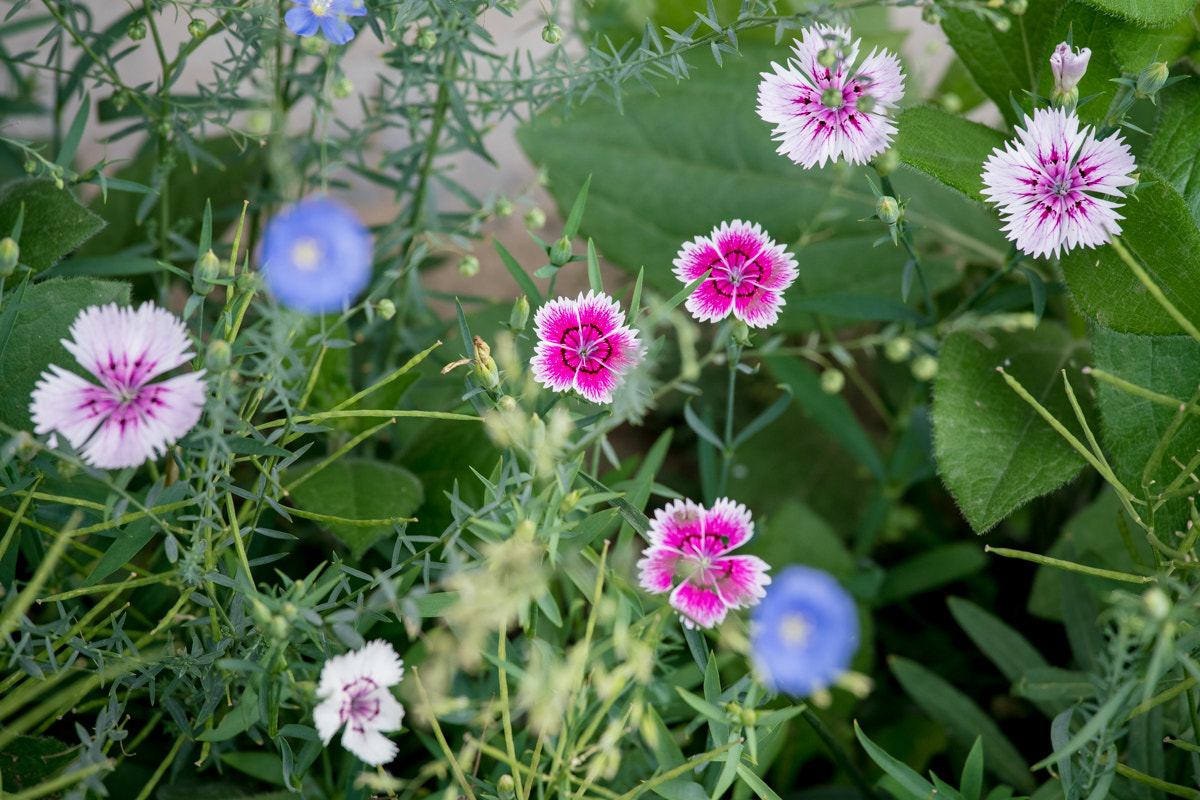 Sony a7R II + Canon EF 70-200mm F4L IS USM sample photo. Dianthus chinensis l. photography