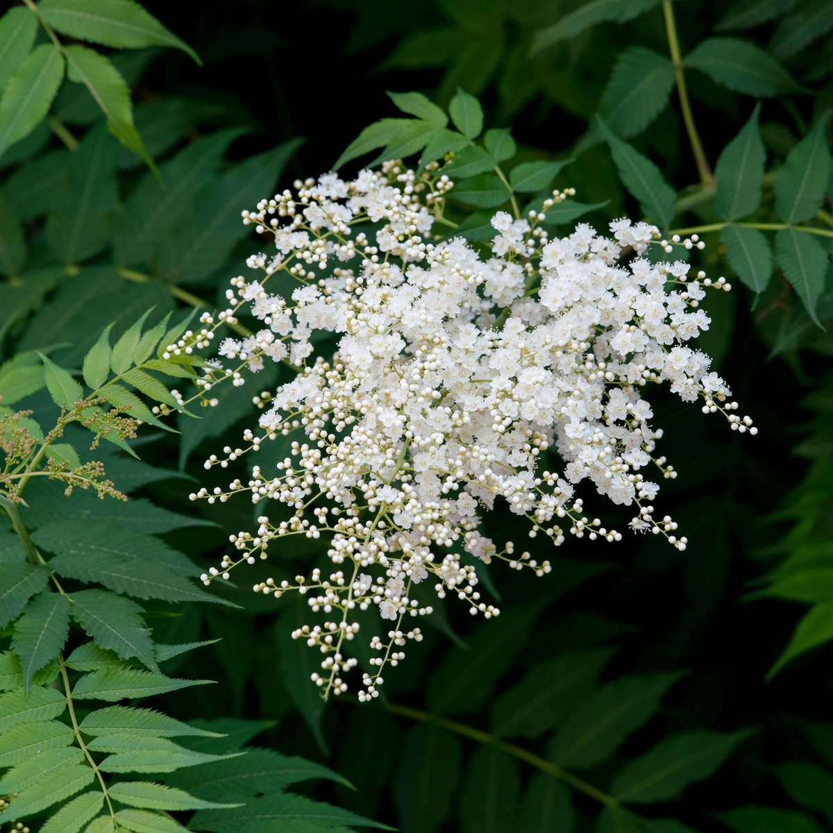 Sony a7R II + Canon EF 70-200mm F4L IS USM sample photo. Sorbaria sorbifolia (l.) a. br. photography