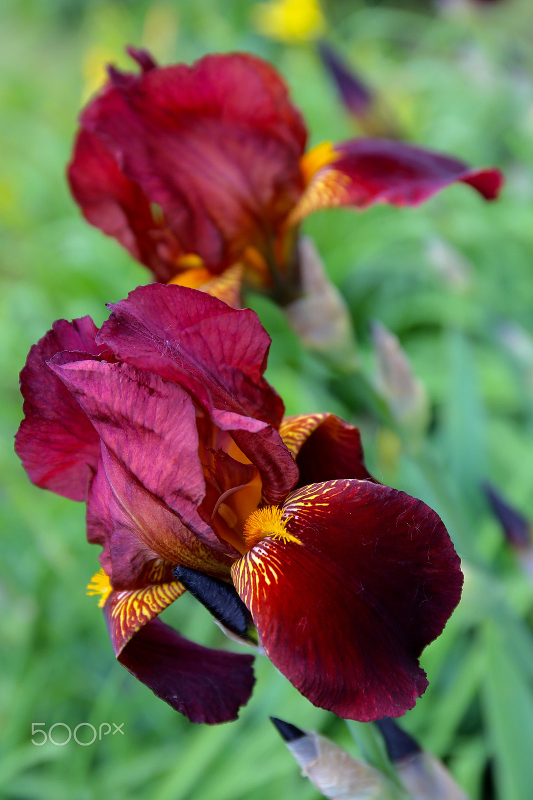 Canon EF 24-70mm F4L IS USM sample photo. Невероятная красота в Ирисах photography
