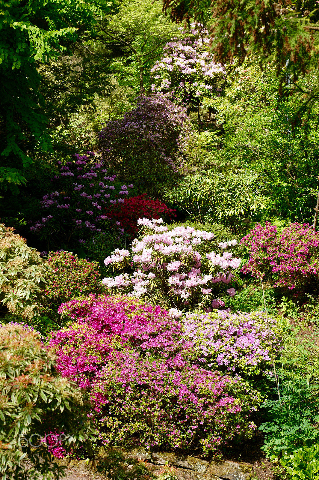 Sony Alpha DSLR-A290 + Sony DT 16-50mm F2.8 SSM sample photo. Valley of rhododendron photography