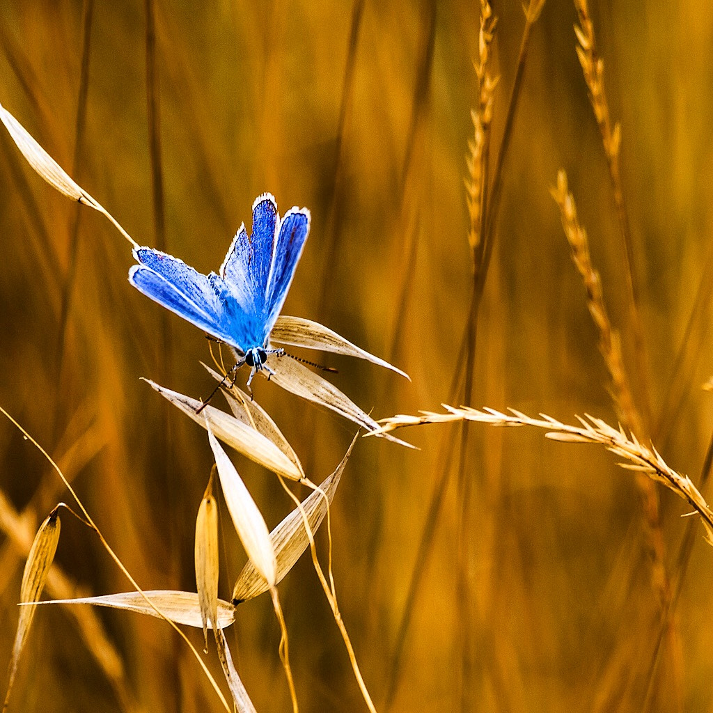 Olympus Zuiko Digital ED 70-300mm F4.0-5.6 sample photo. Butterfly photography