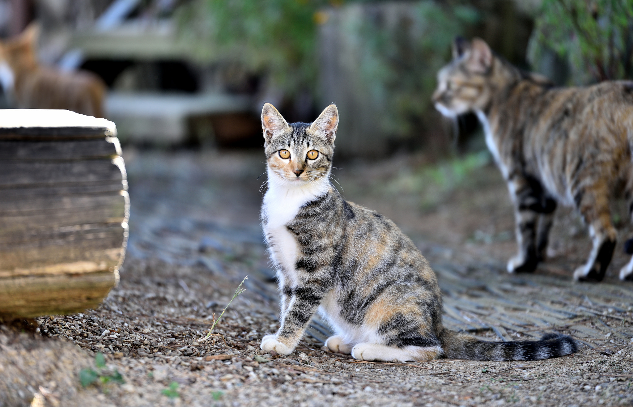 Tamron SP 70-200mm F2.8 Di VC USD sample photo. Pretty cat.jpg photography