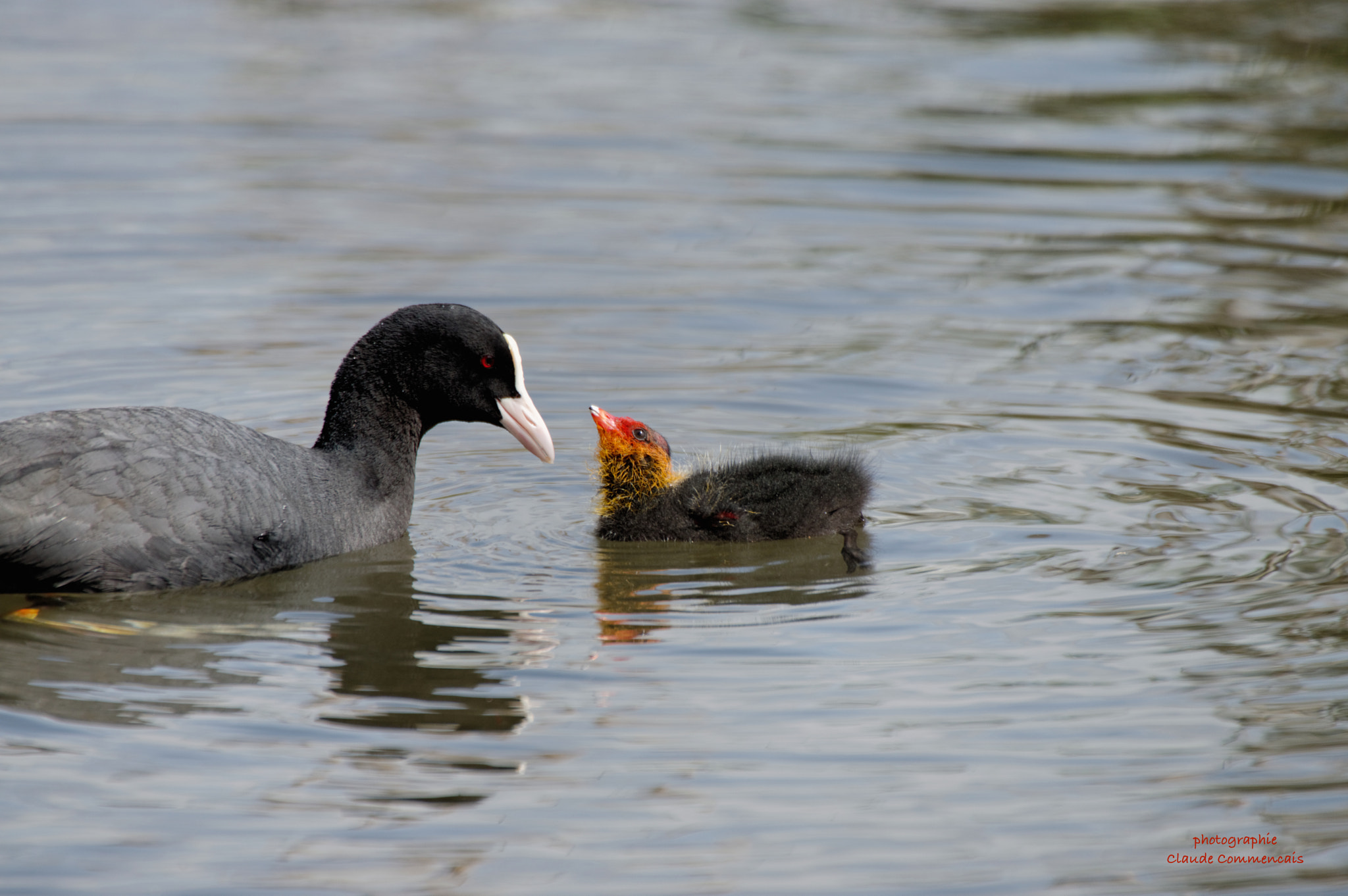 Sigma 50-500mm F4.5-6.3 DG OS HSM sample photo. Foulque macroule photography