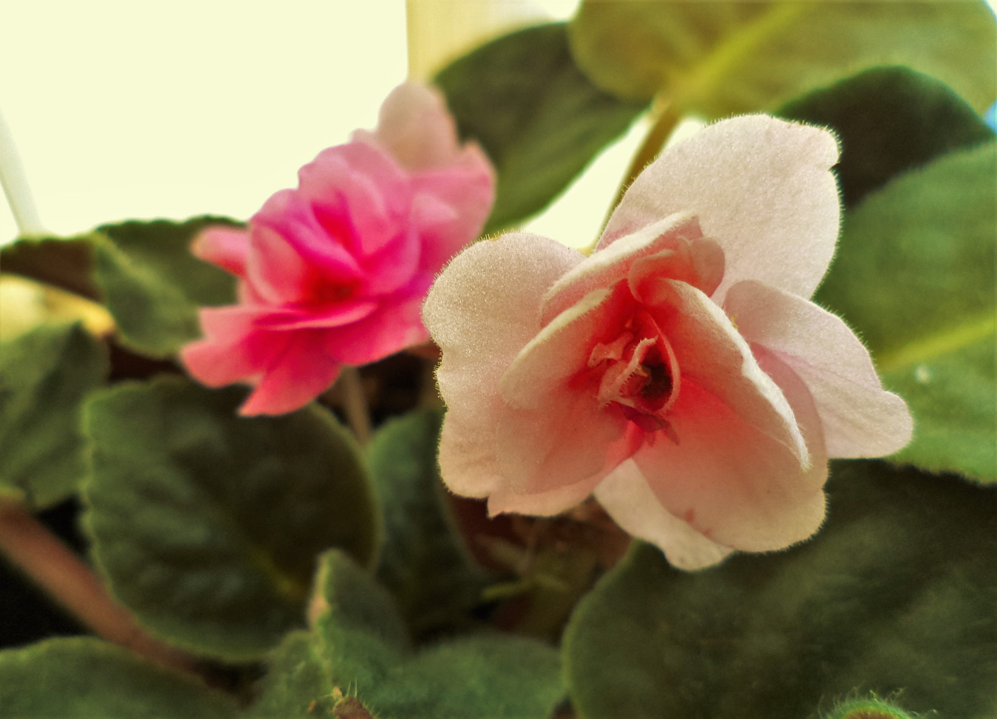 Sony DSC-S5000 sample photo. Violet photography